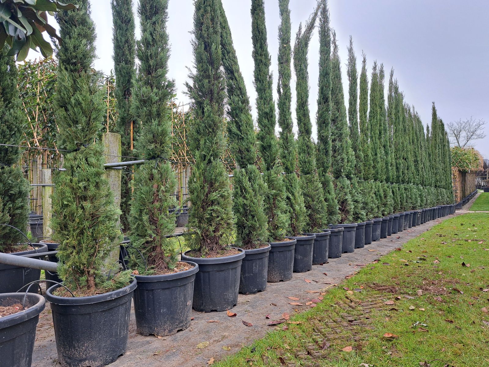 Cipres sempervirens terrein maart