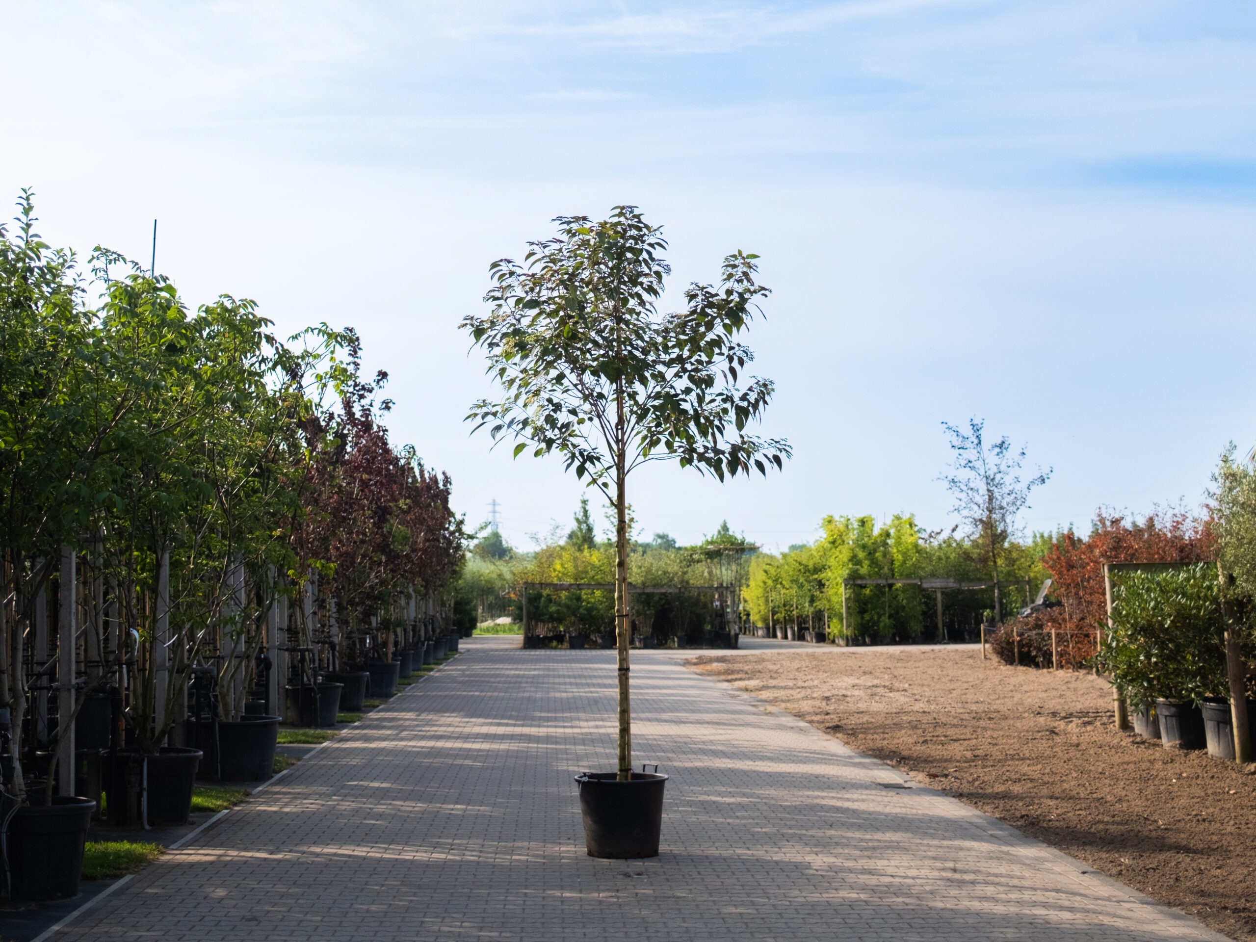 Clerodendrum Trichotomum-1