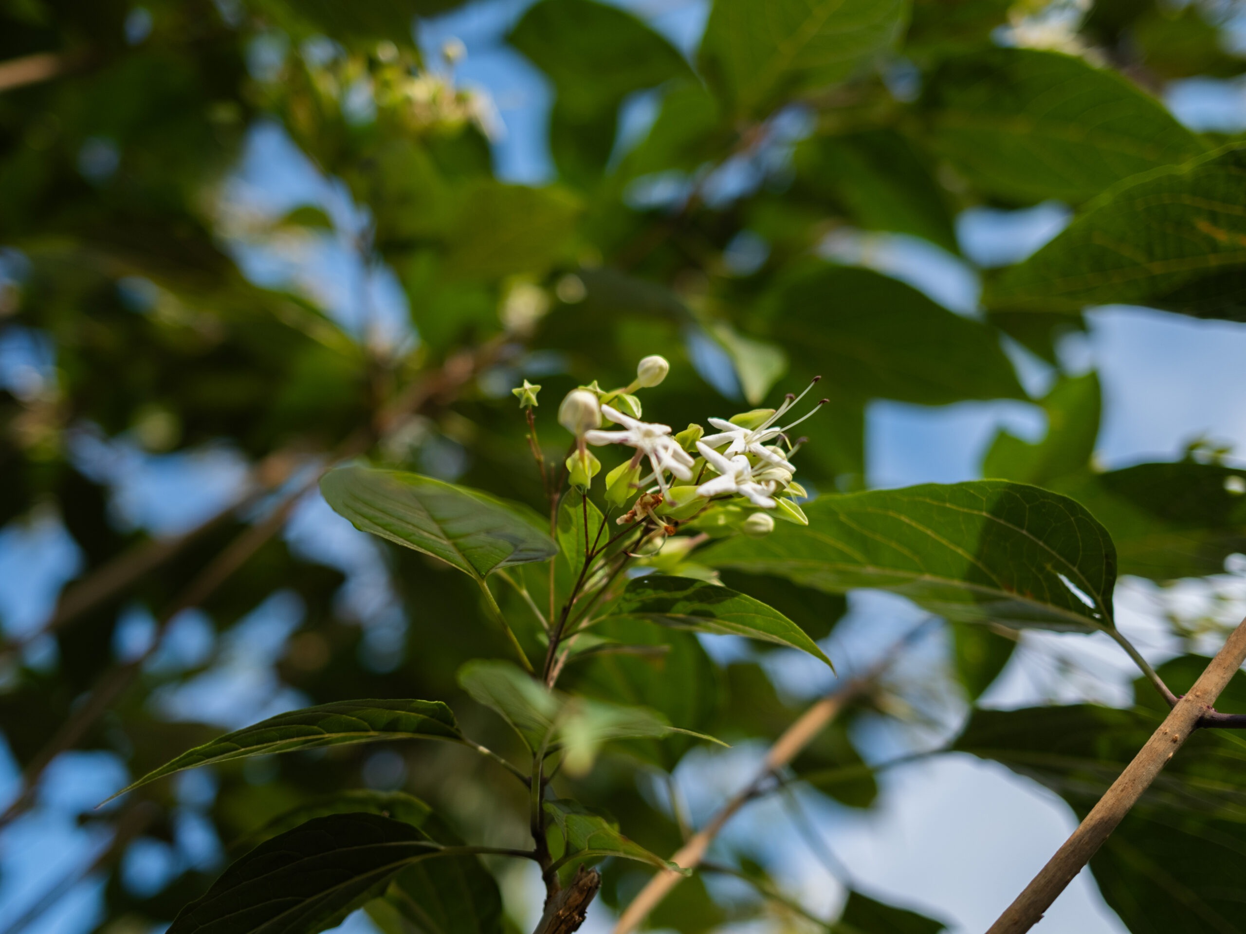Clerodendrum Trichotomum-3
