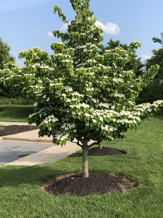 Cornus Kousa Chinensis boom