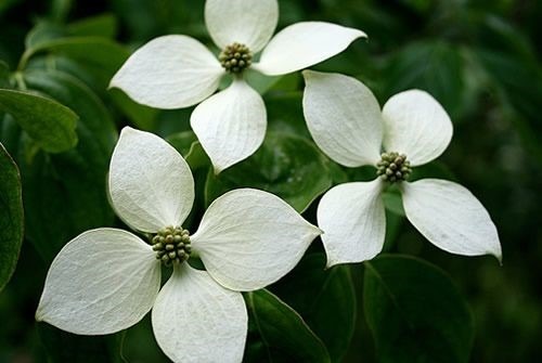 Cornus Kousa Chinensiss