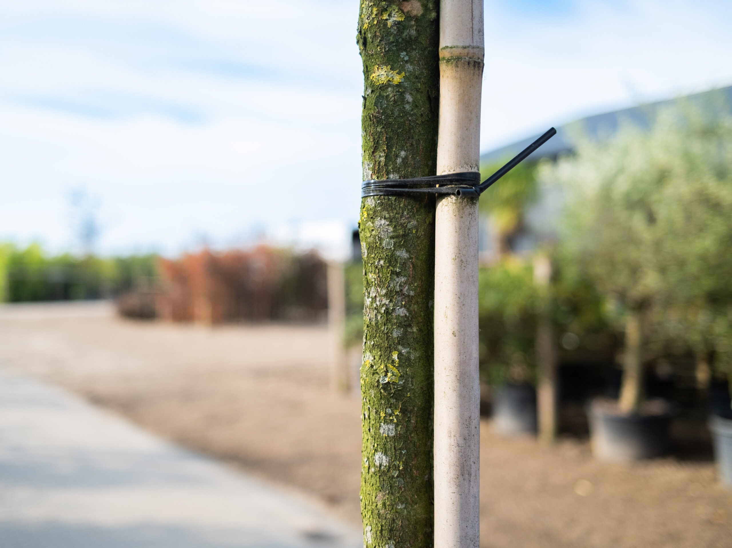 Cornus Mas (Gele Kornoelje) - Afbeelding 9