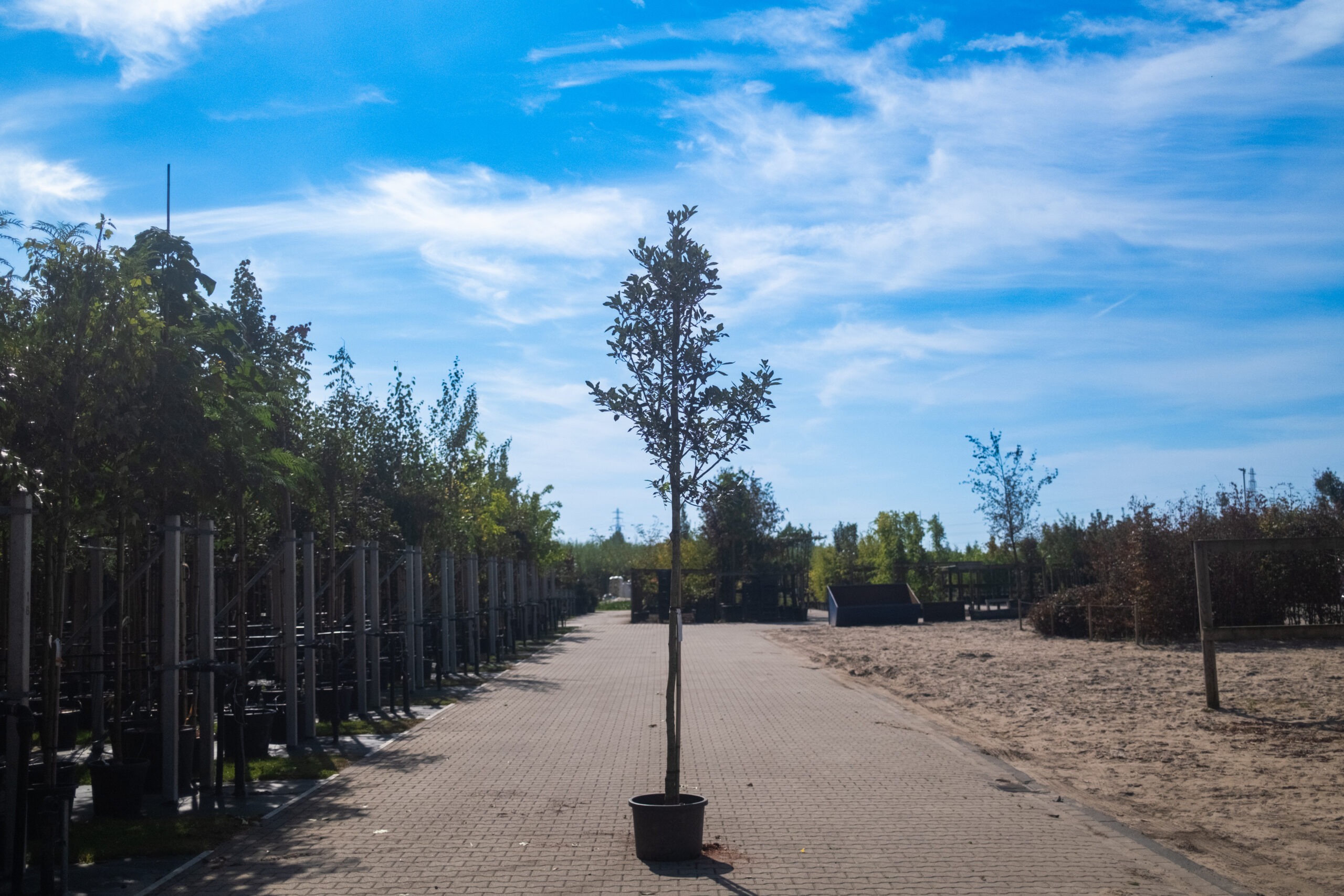 Crataegus Lavalleei-1