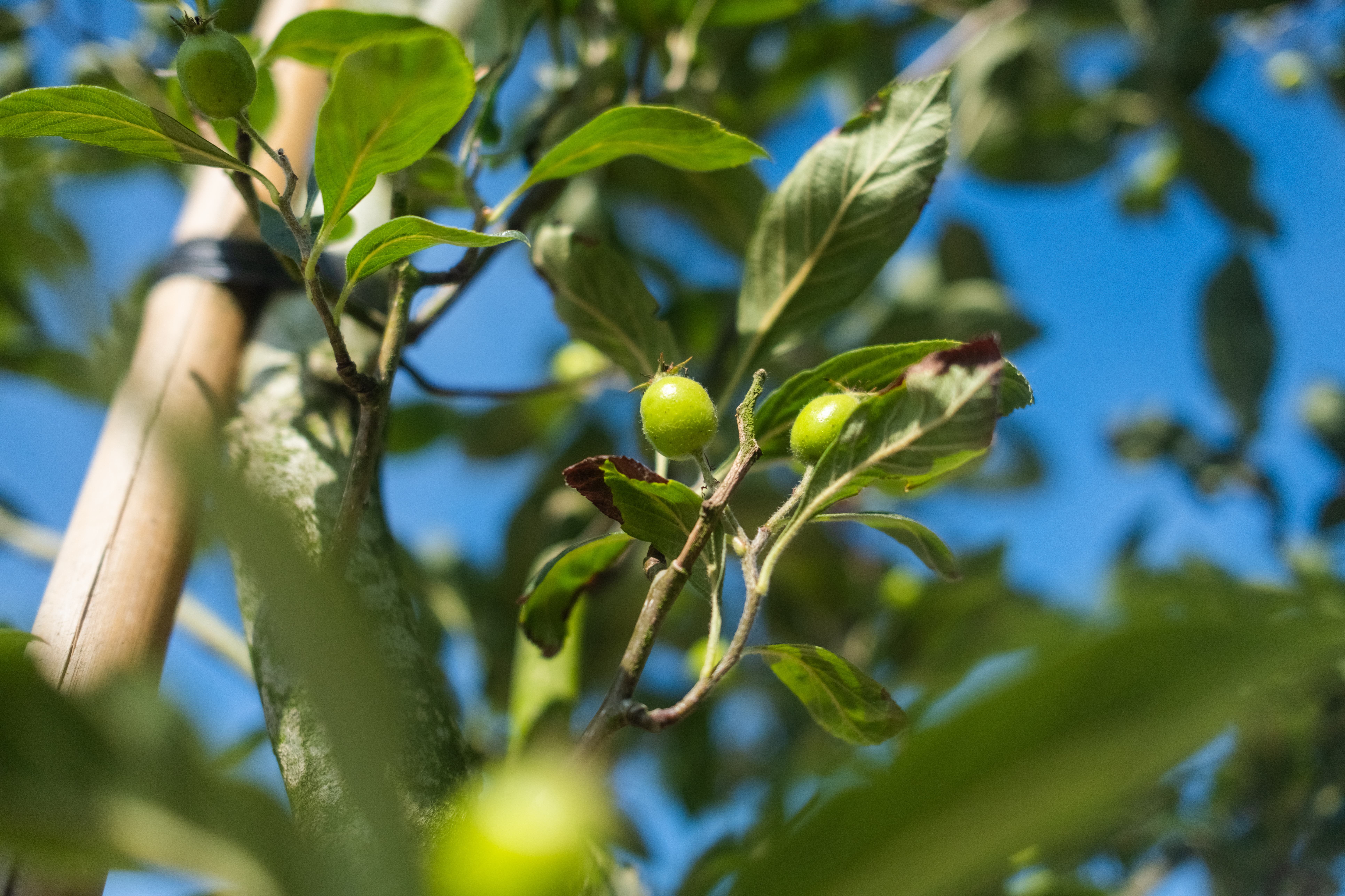 Crataegus Lavalleei-4
