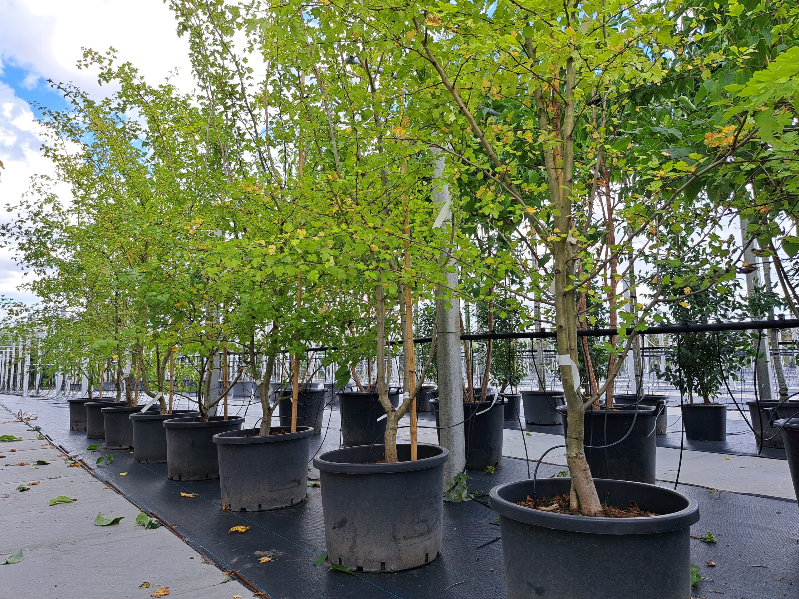 Crataegus media Paul’s Scarlet meerstammige boom