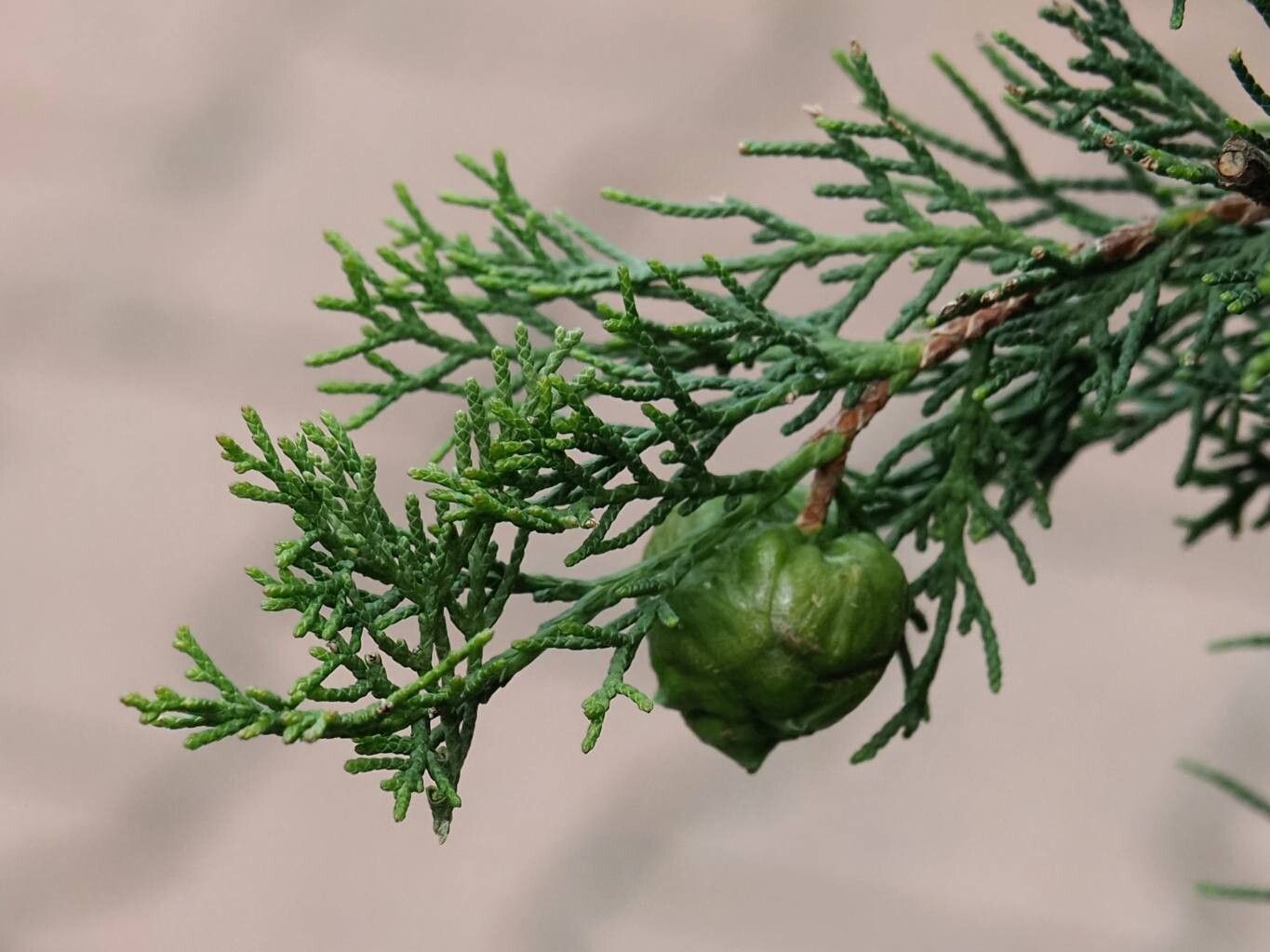 Cupressus_sempervirens