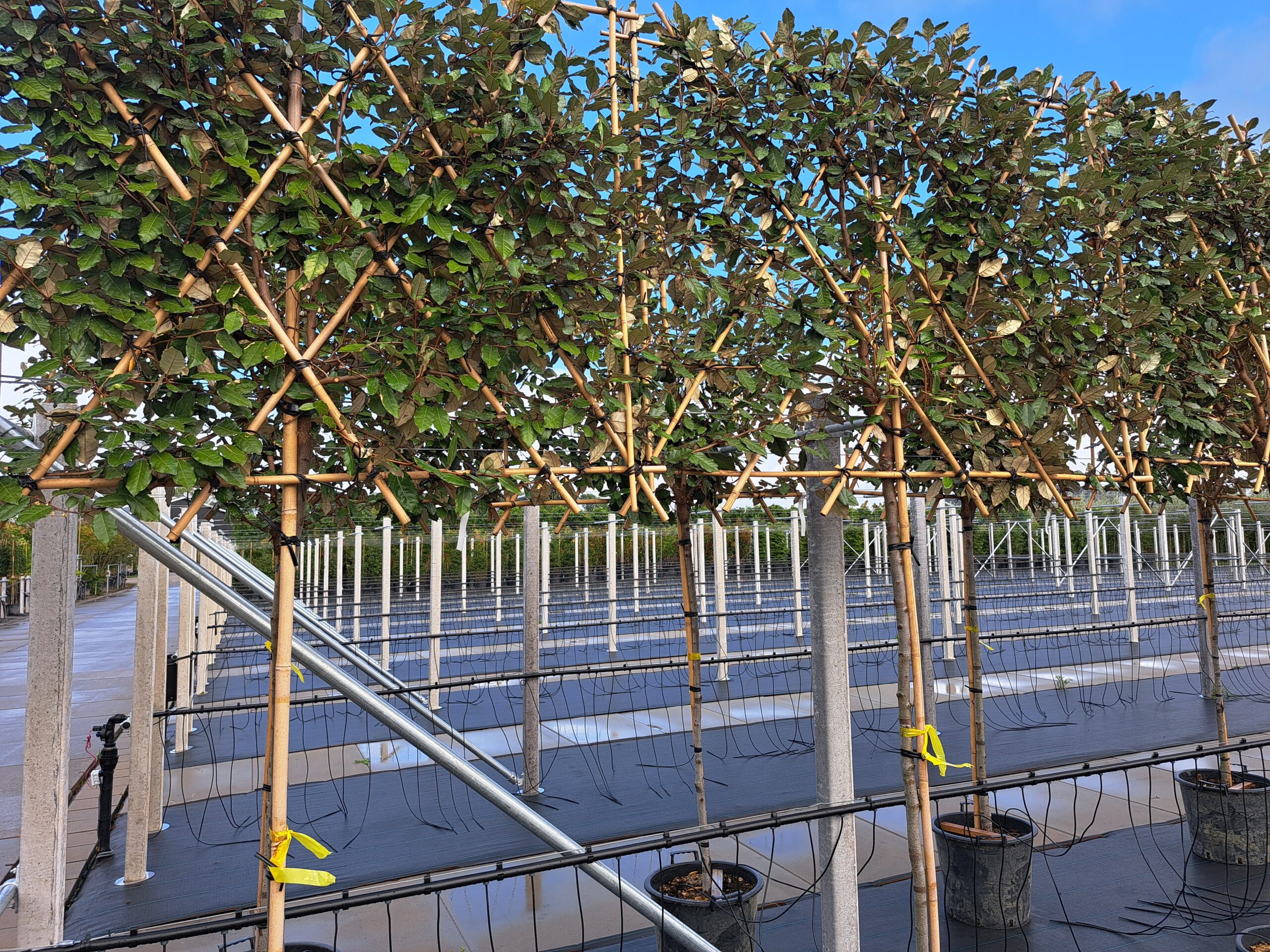 Elaeagnus Ebbingei Leivorm halfstam vol