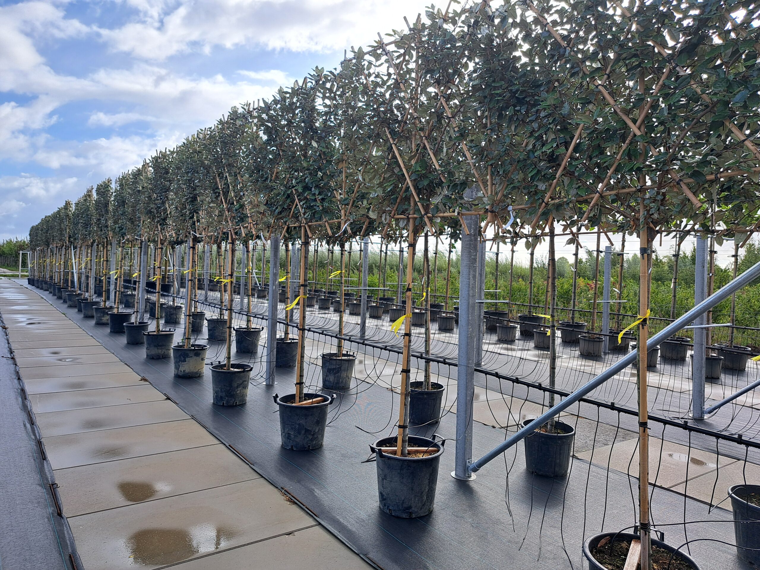 Elaeagnus Ebbingei Leiboom (Lei Olijfwilg) - Afbeelding 4