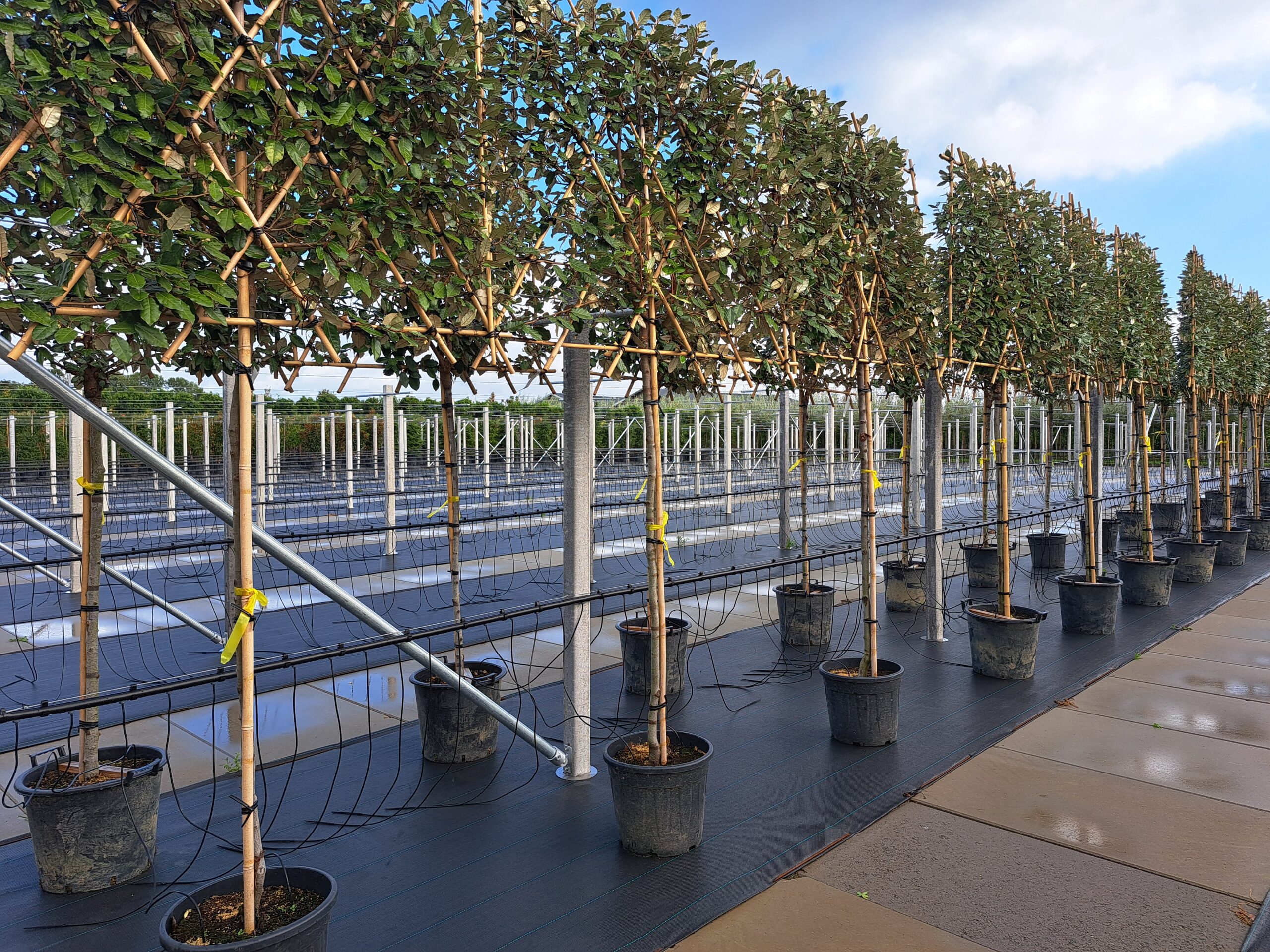 Elaeagnus Ebbingei Leiboom (Lei Olijfwilg) - Afbeelding 3