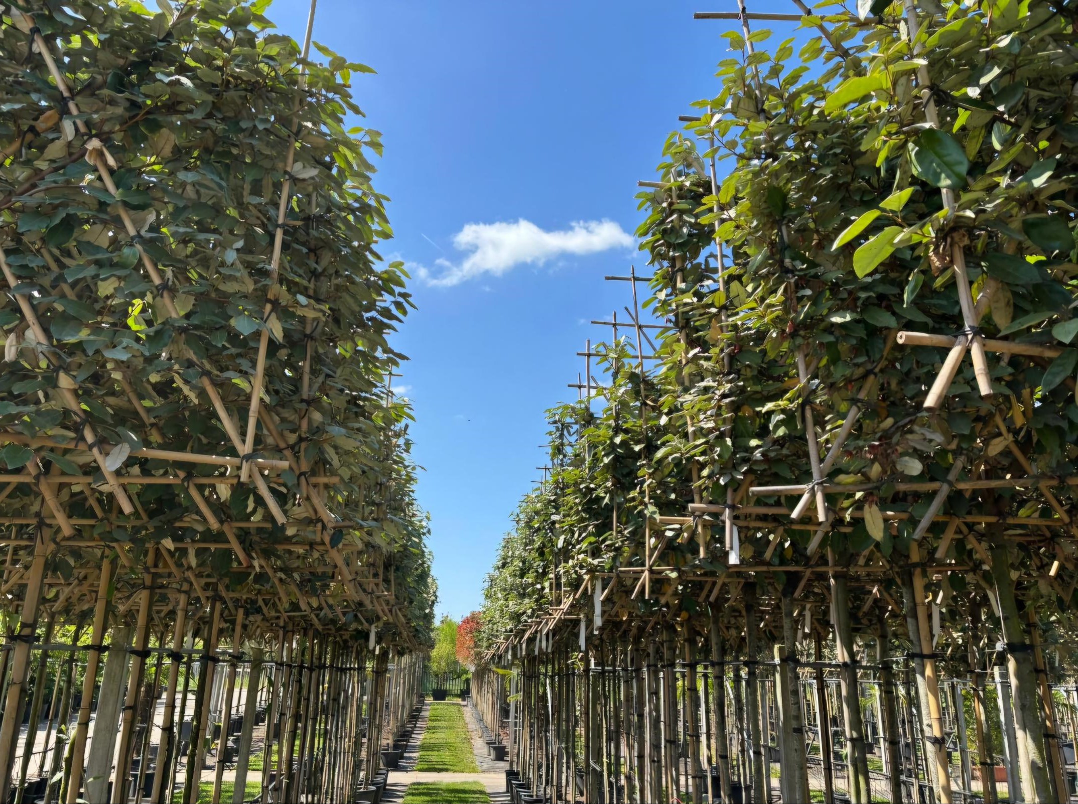 Elaeagnus Ebbingei leiboom lei voorjaar