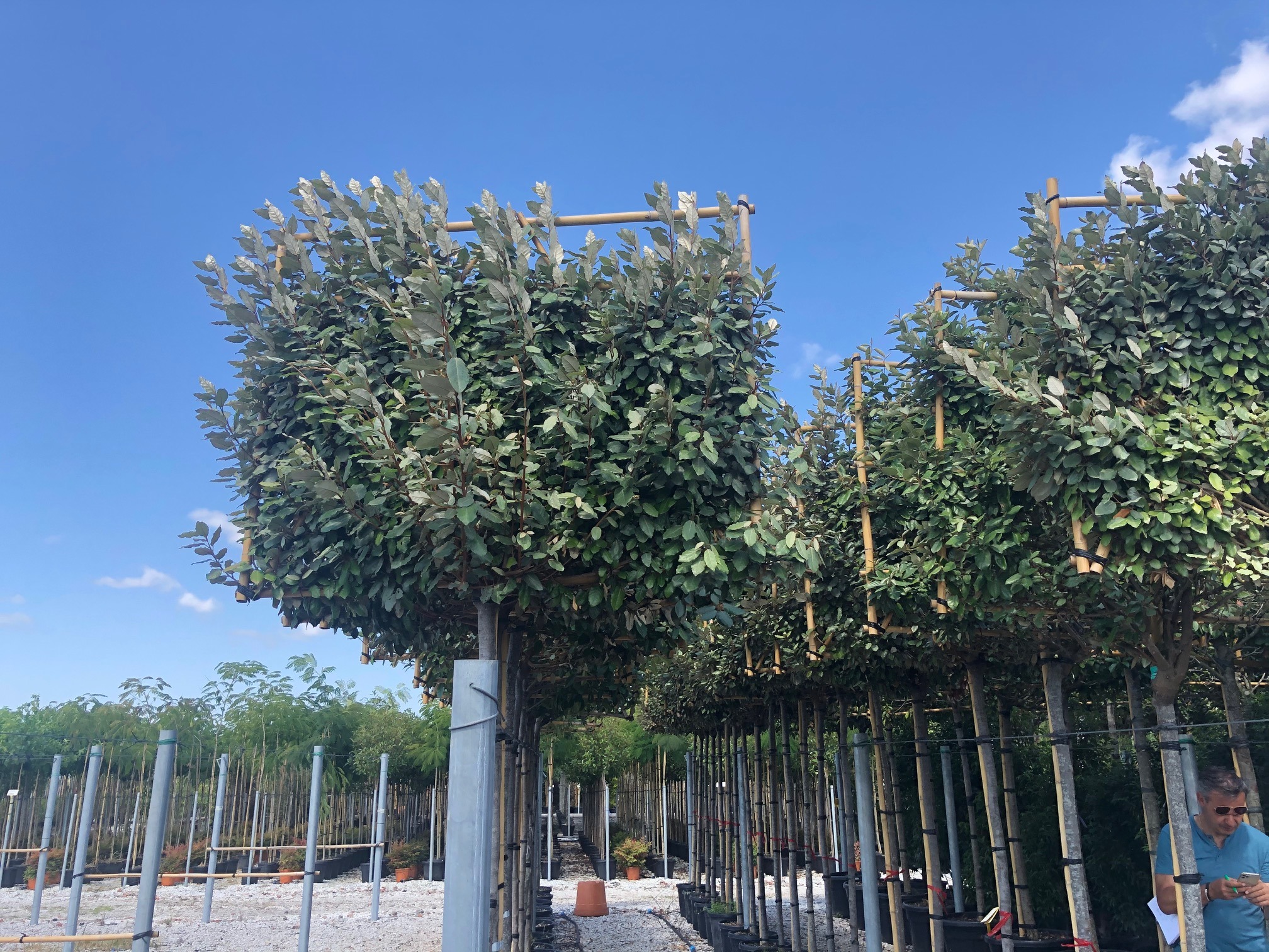 Elaeagnus ebbingei meerderjarig lei