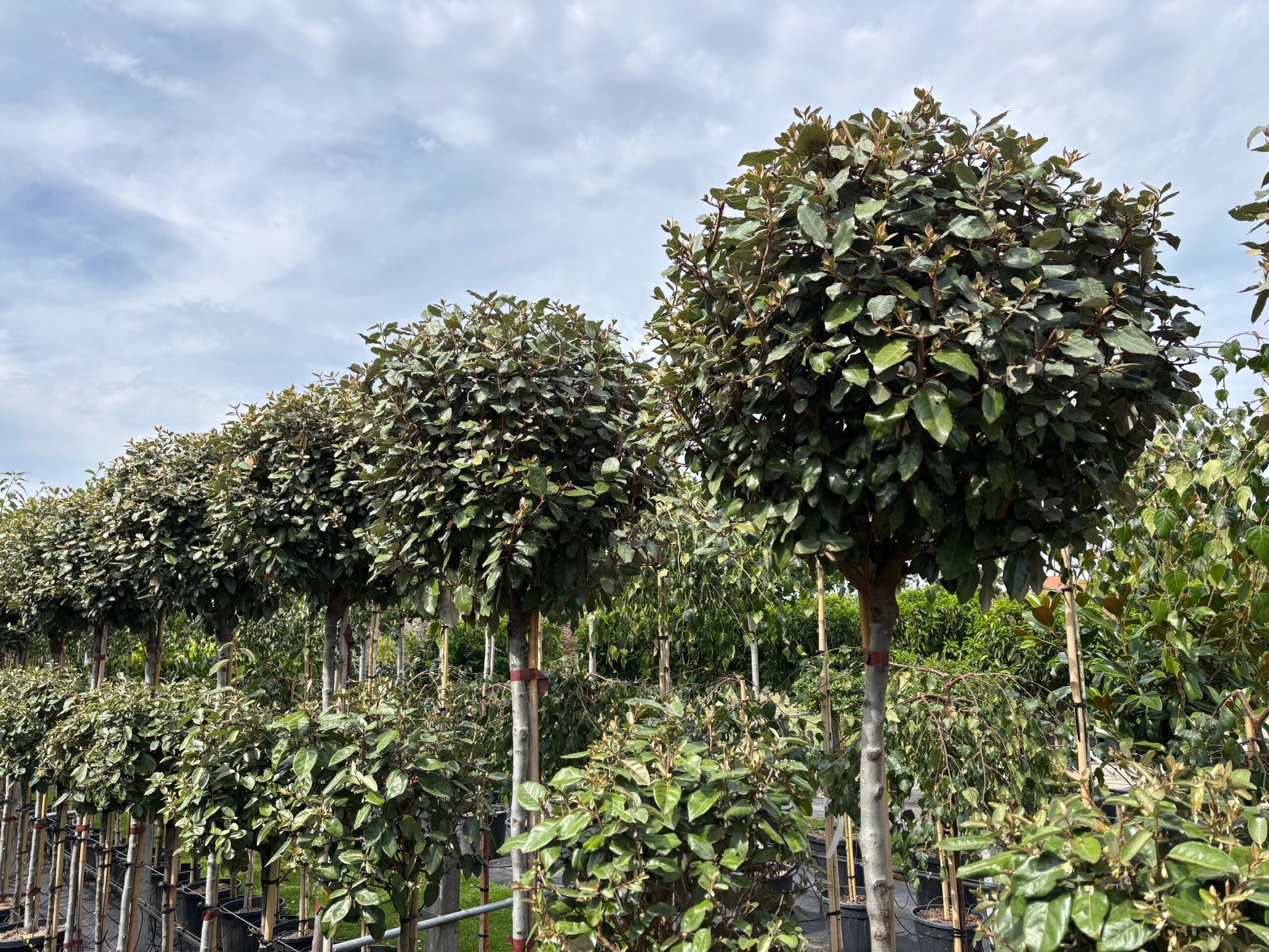 Elaeagnus ebbingei meerstammige bollen op stam