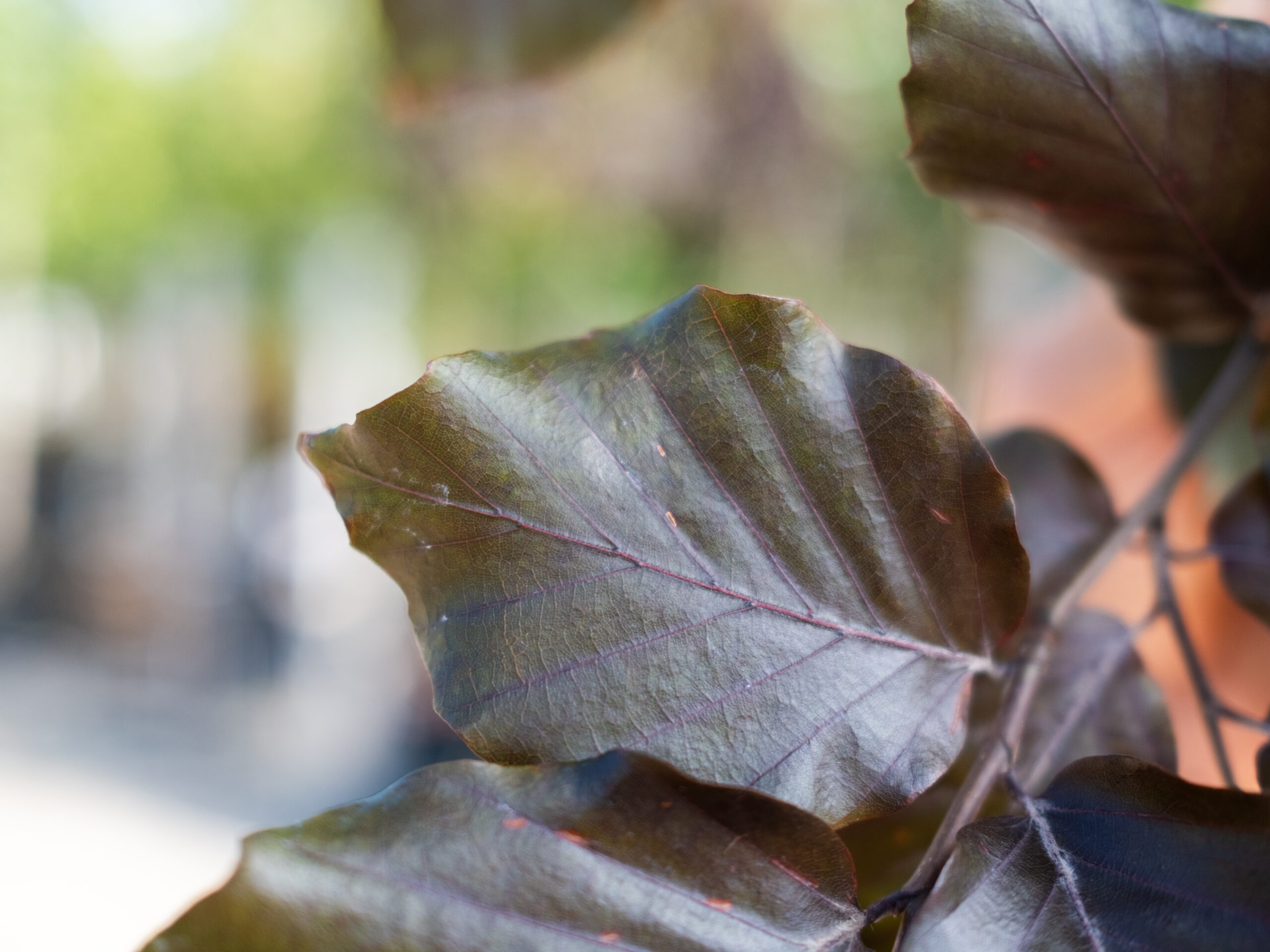 Fagus Sylvatica Atropunicea-3