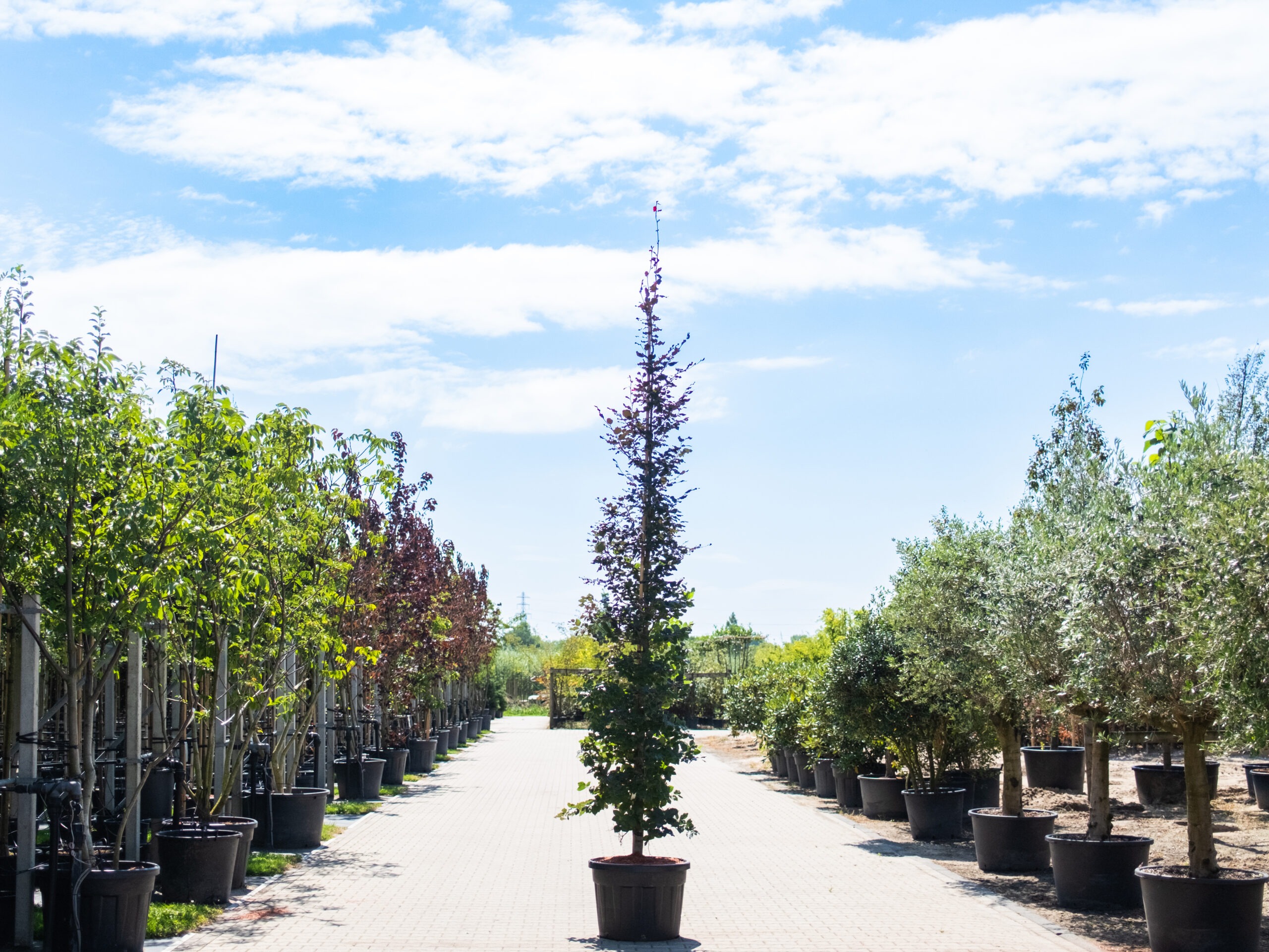 Fagus Sylvatica Atropunicea-4