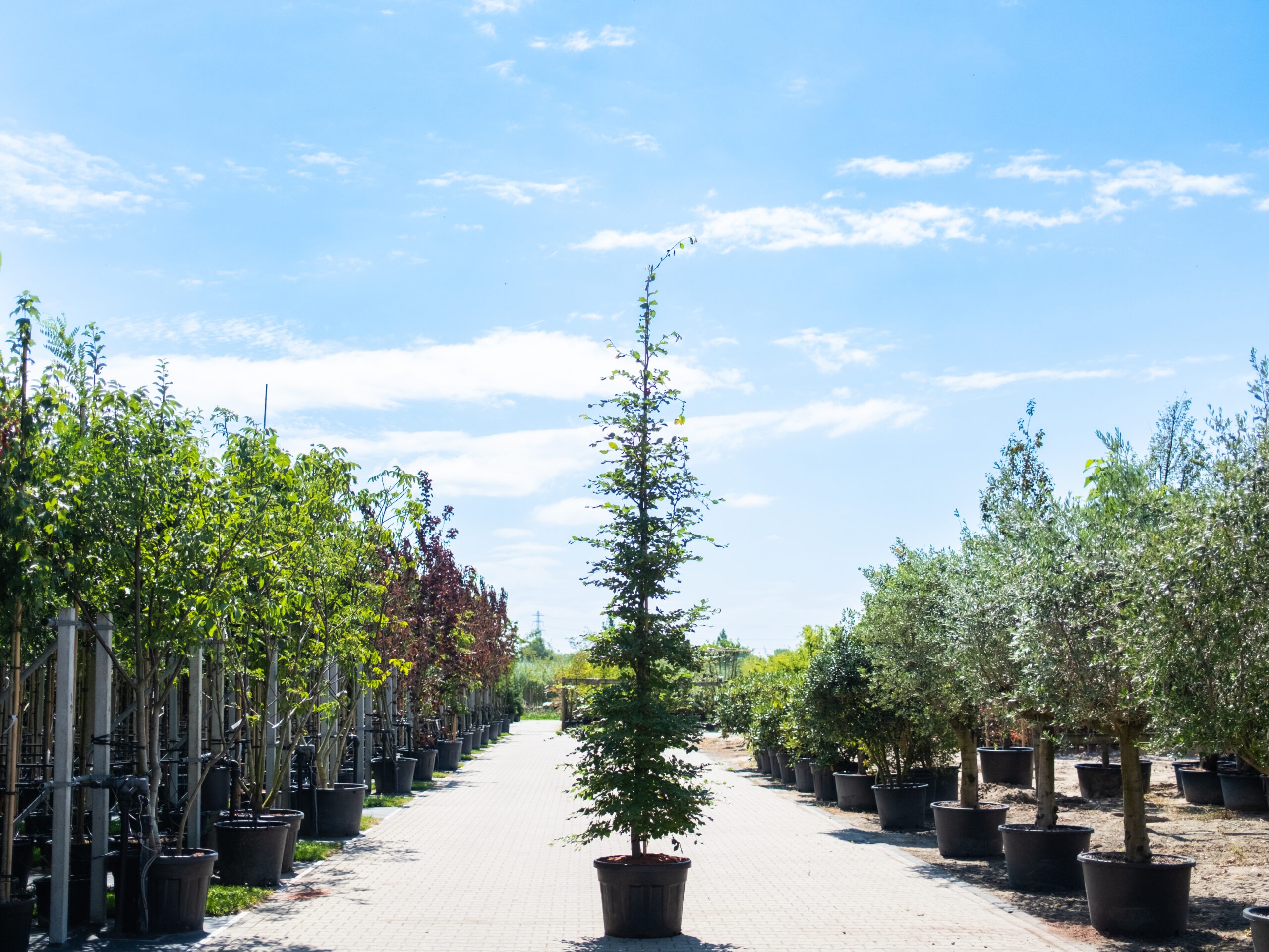 Fagus Sylvatica Dawyck-1