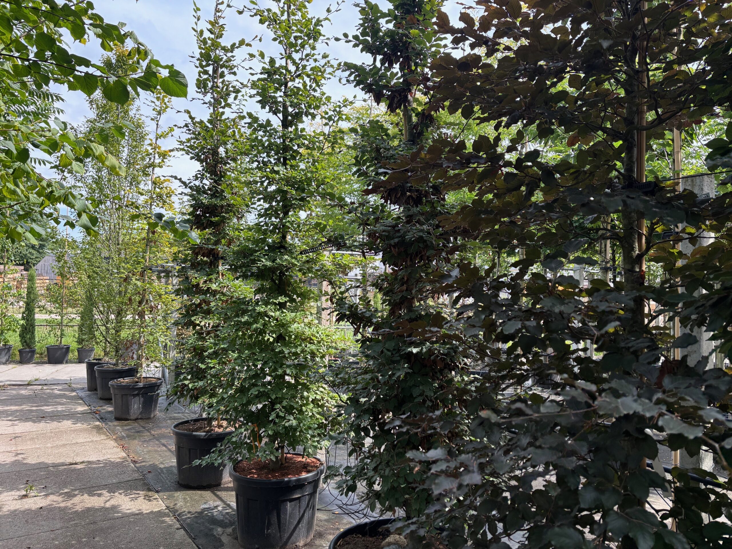 Fagus Sylvatica (Zuilbeuk) - Afbeelding 3