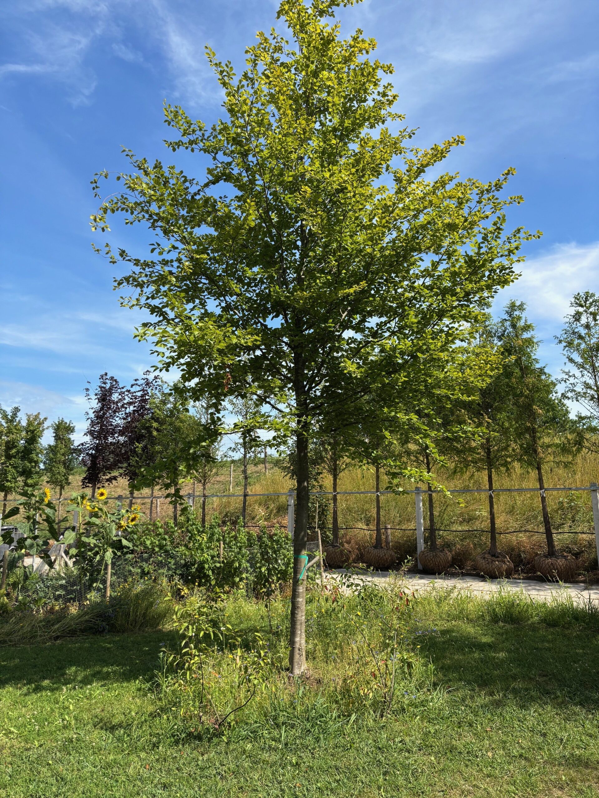 Fagus Sylvatica boom kwekerij