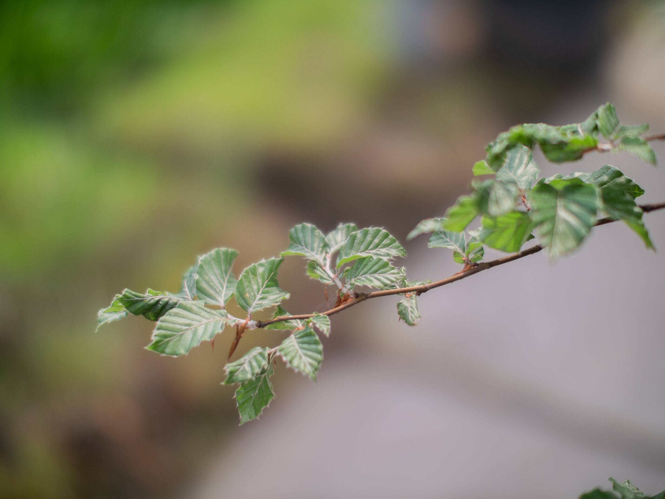 Fagus Sylvatica groene zuilbeuk 3