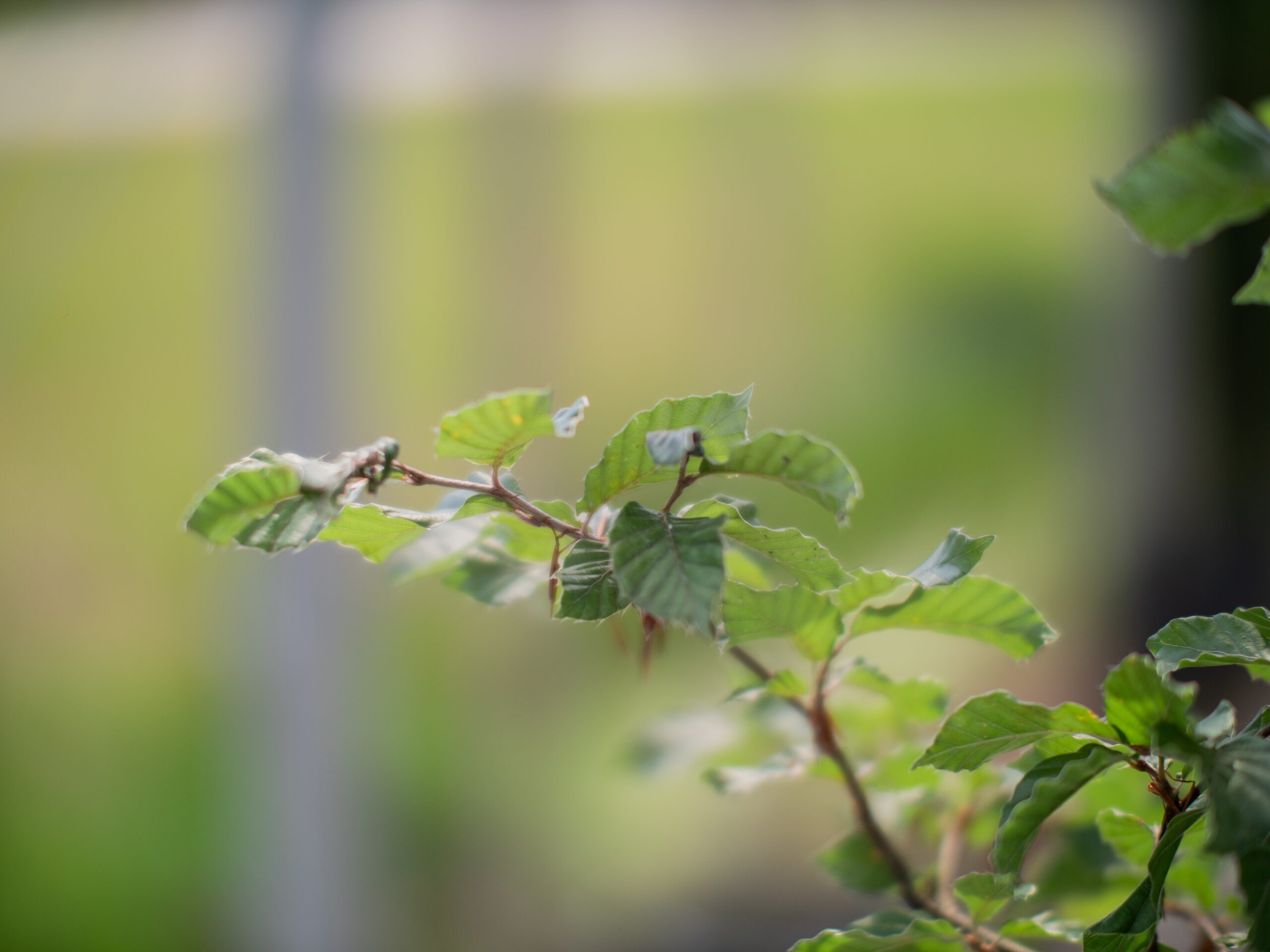 Fagus Sylvatica Meerstammig (Beukenhaag) - Afbeelding 4