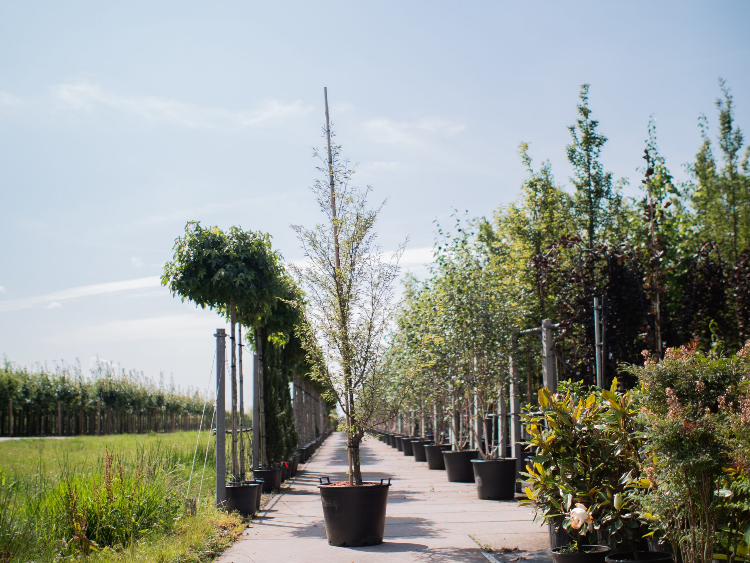 Fagus sylvatica Asplenifolia zuil 1