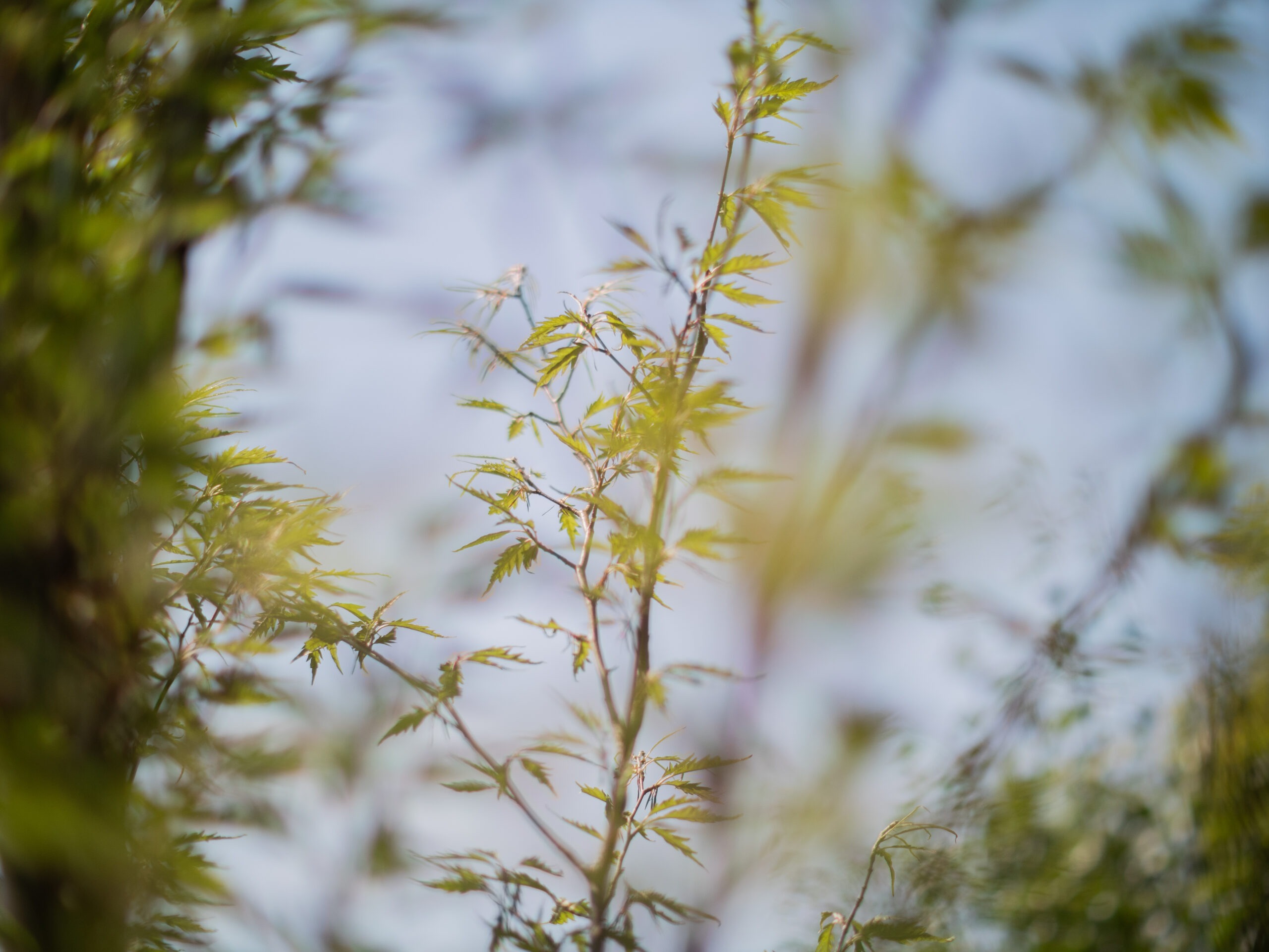 Fagus sylvatica Asplenifolia zuil 4