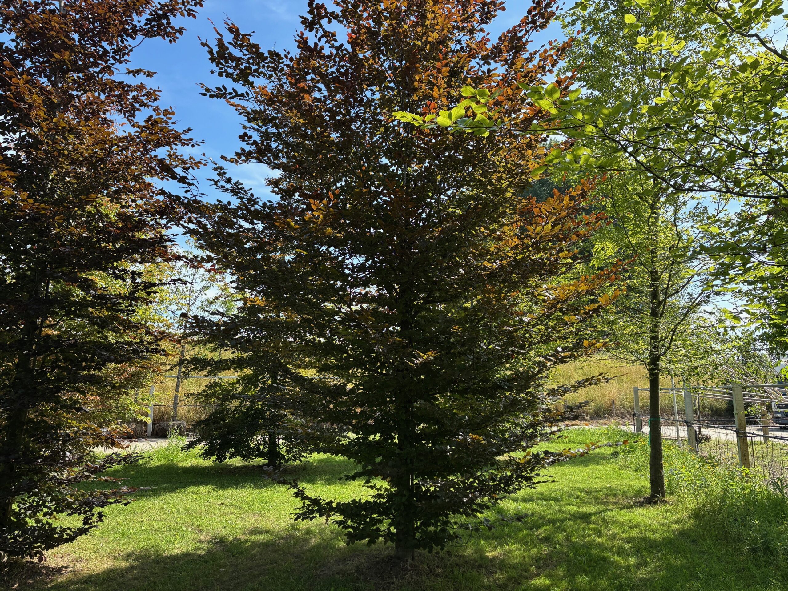 Fagus sylvatica Atropunicea beveerd kwekerij