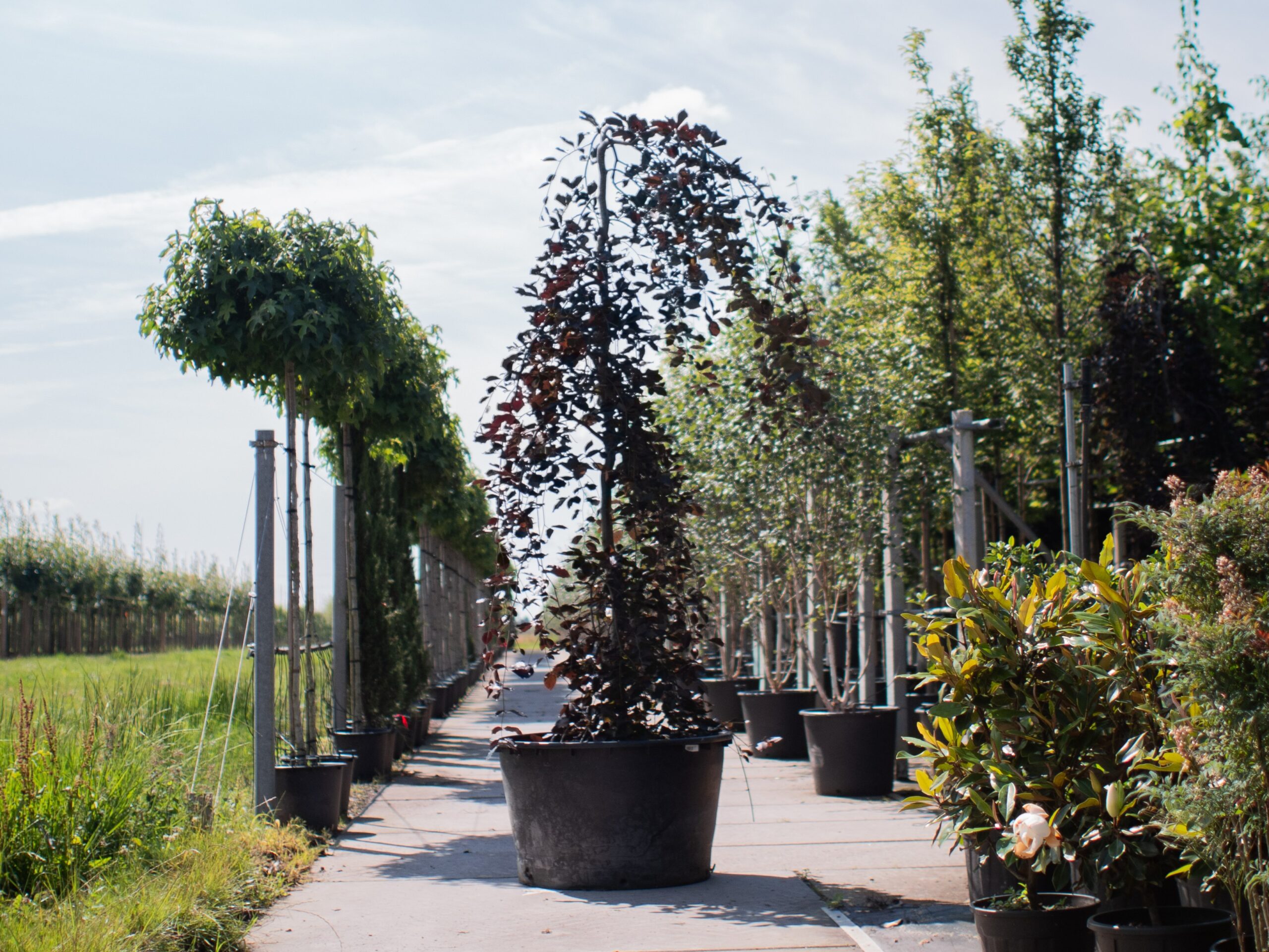 Fagus sylvatica Purpurea Pendula treur 1