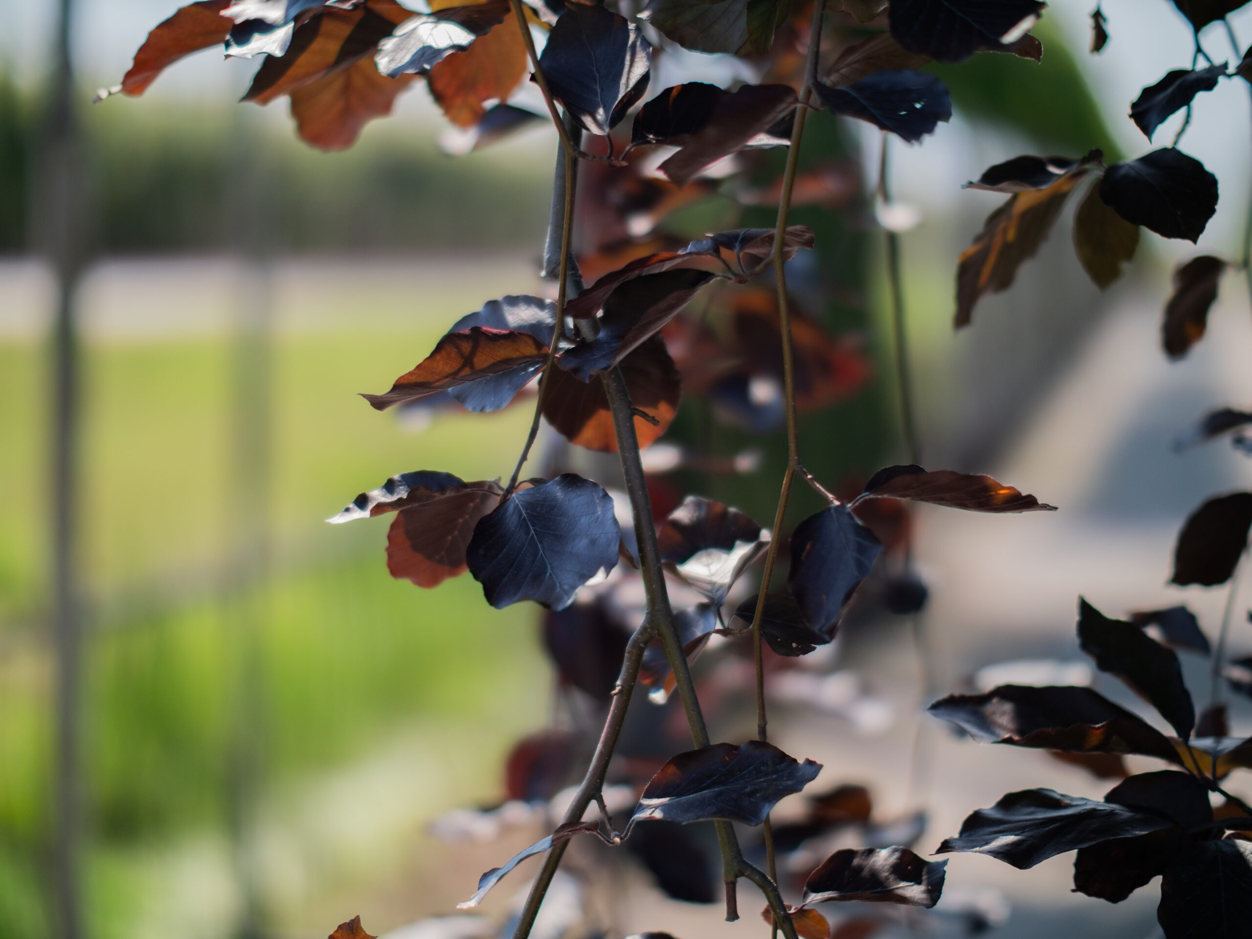 Fagus sylvatica Purpurea Pendula treur 4