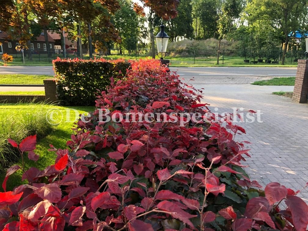 Fagus Sylvatica Atropunicea (Rode Beukenhaag) - Afbeelding 3