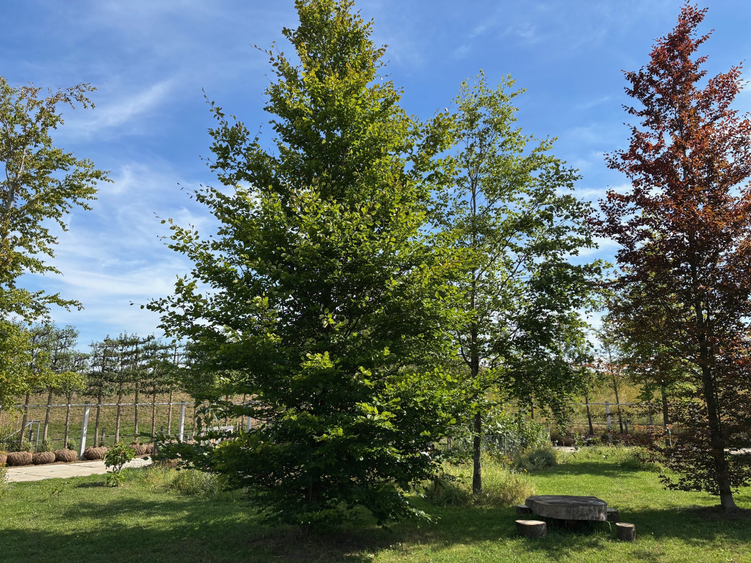 Fagus sylvatica beveerd kwekerij