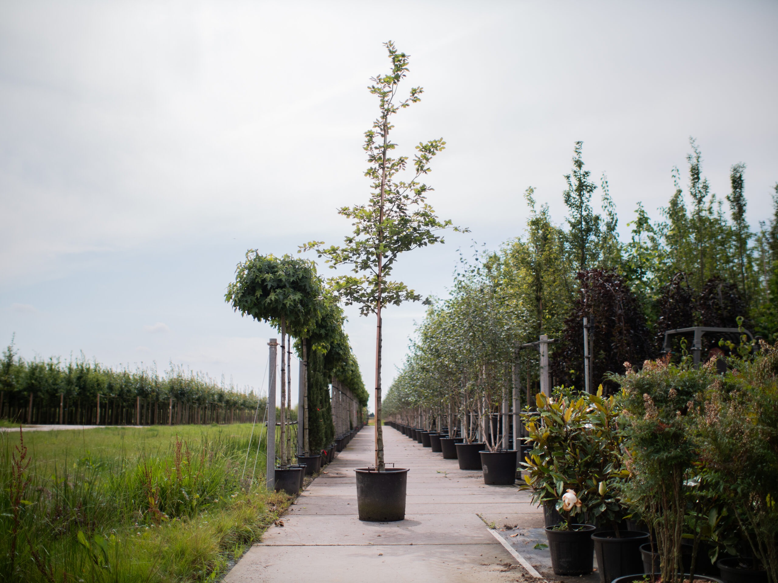 Fagus sylvatica hoogstam boom 1