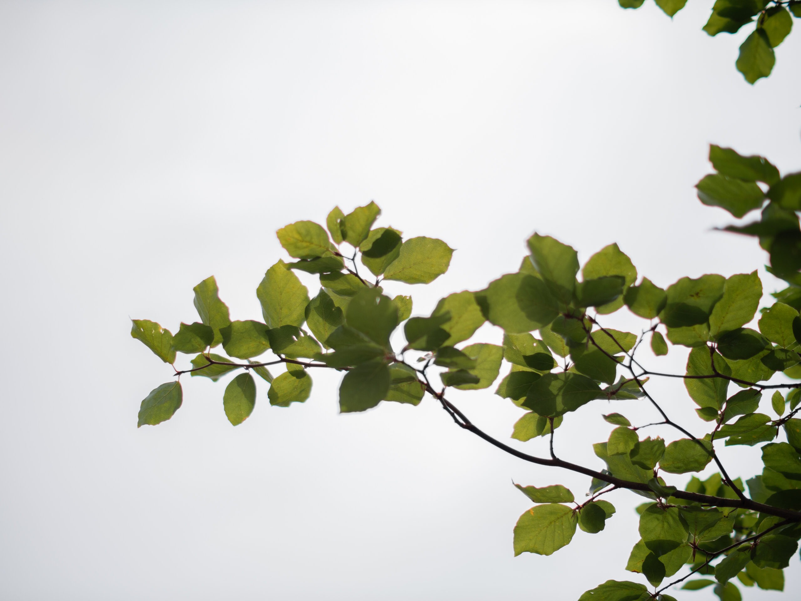Fagus Sylvatica Meerstammig (Beukenhaag) - Afbeelding 3
