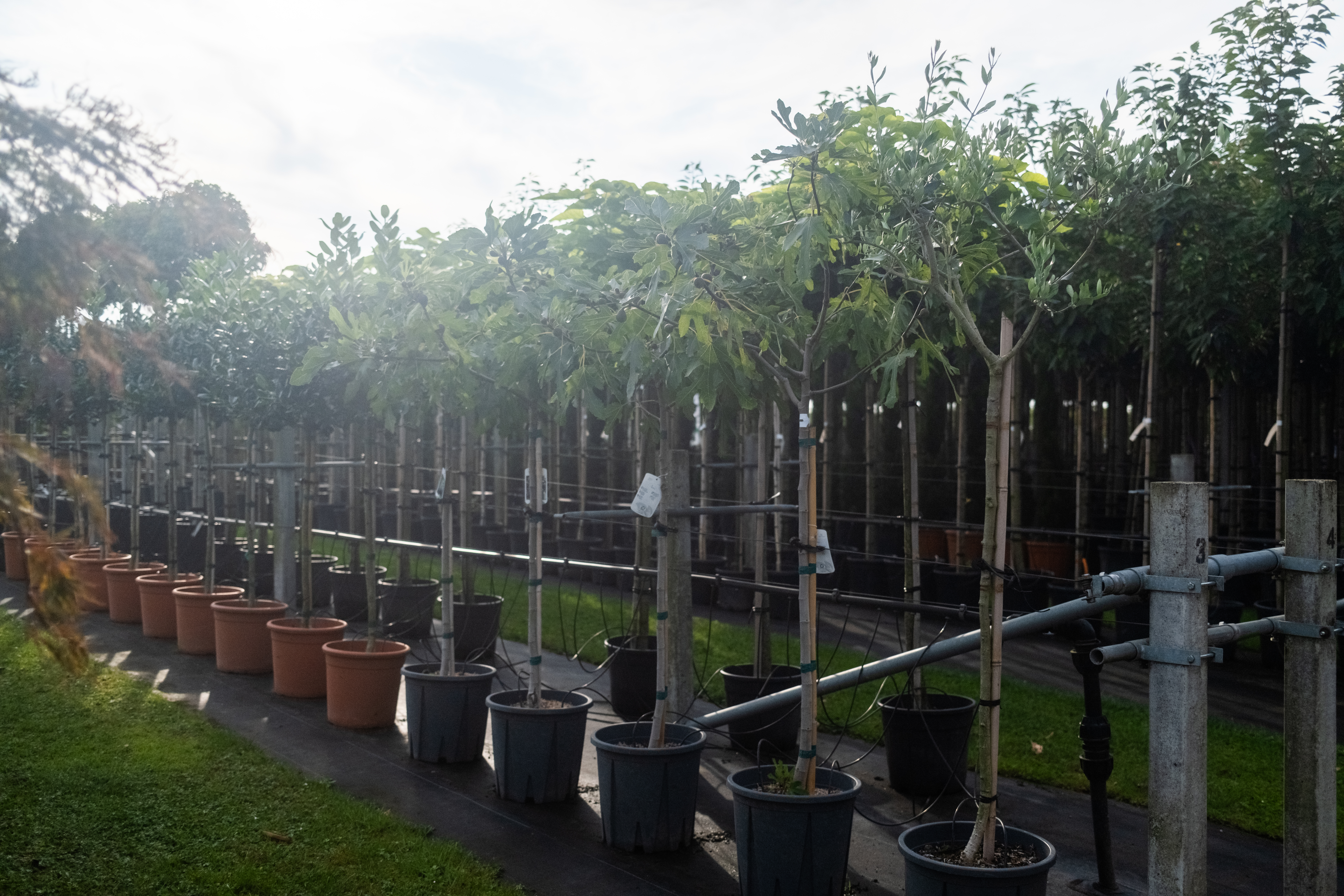 Ficus Carica-1