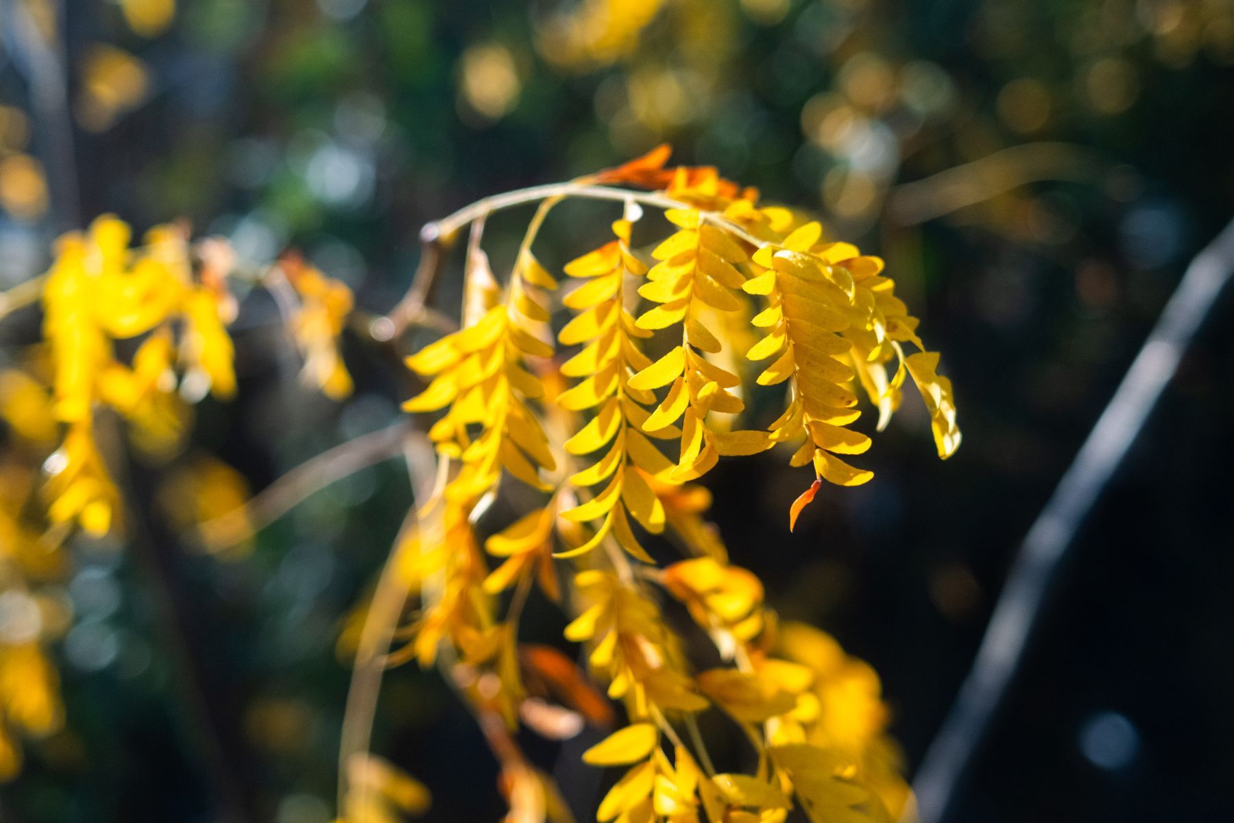 Gleditsia T. Inermis Meerstammig (Doornloze Christusdoorn) - Afbeelding 8