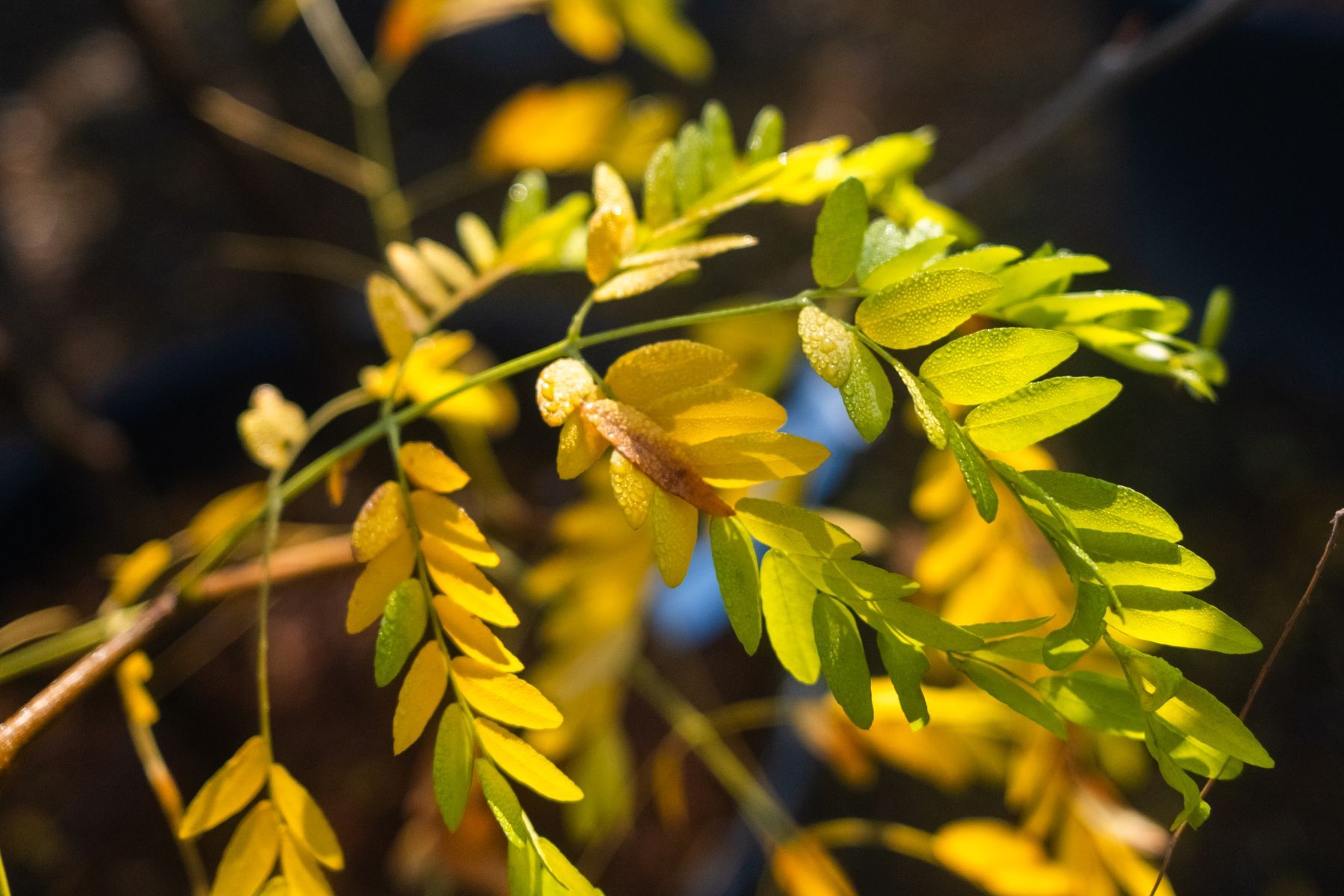 Gleditsia T. Inermis Meerstammig (Doornloze Christusdoorn) - Afbeelding 9