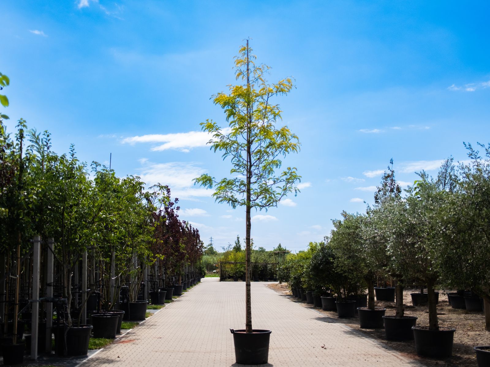 Gleditsia Triacanthos Spectrum-1