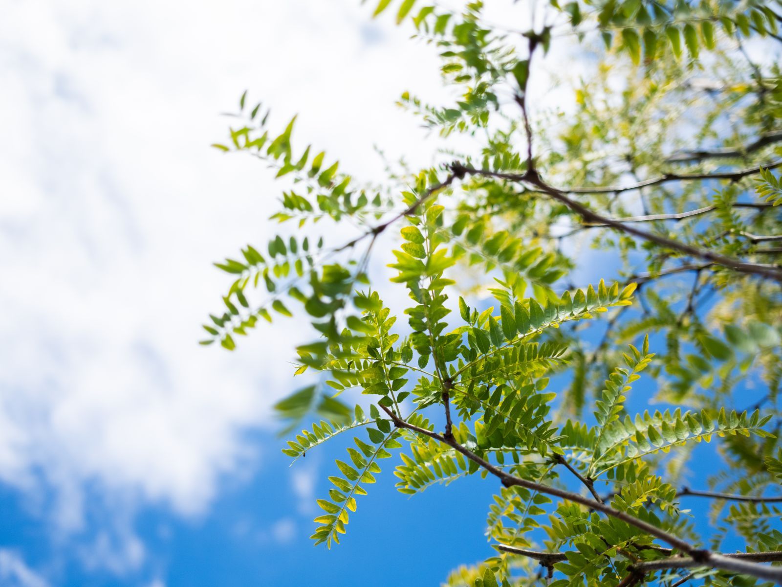 Gleditsia T. Inermis Meerstammig (Doornloze Christusdoorn) - Afbeelding 5