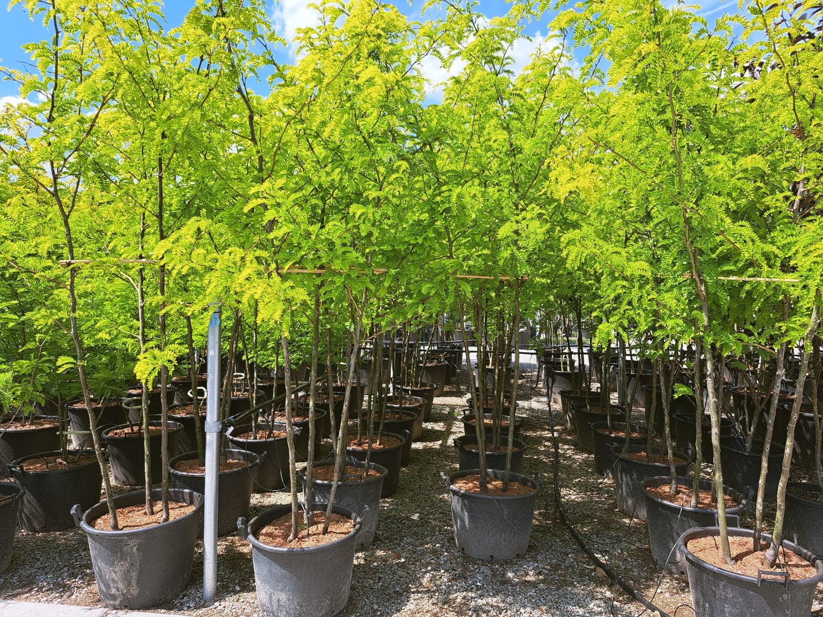 Gleditsia Triacanthos Sunburst z1