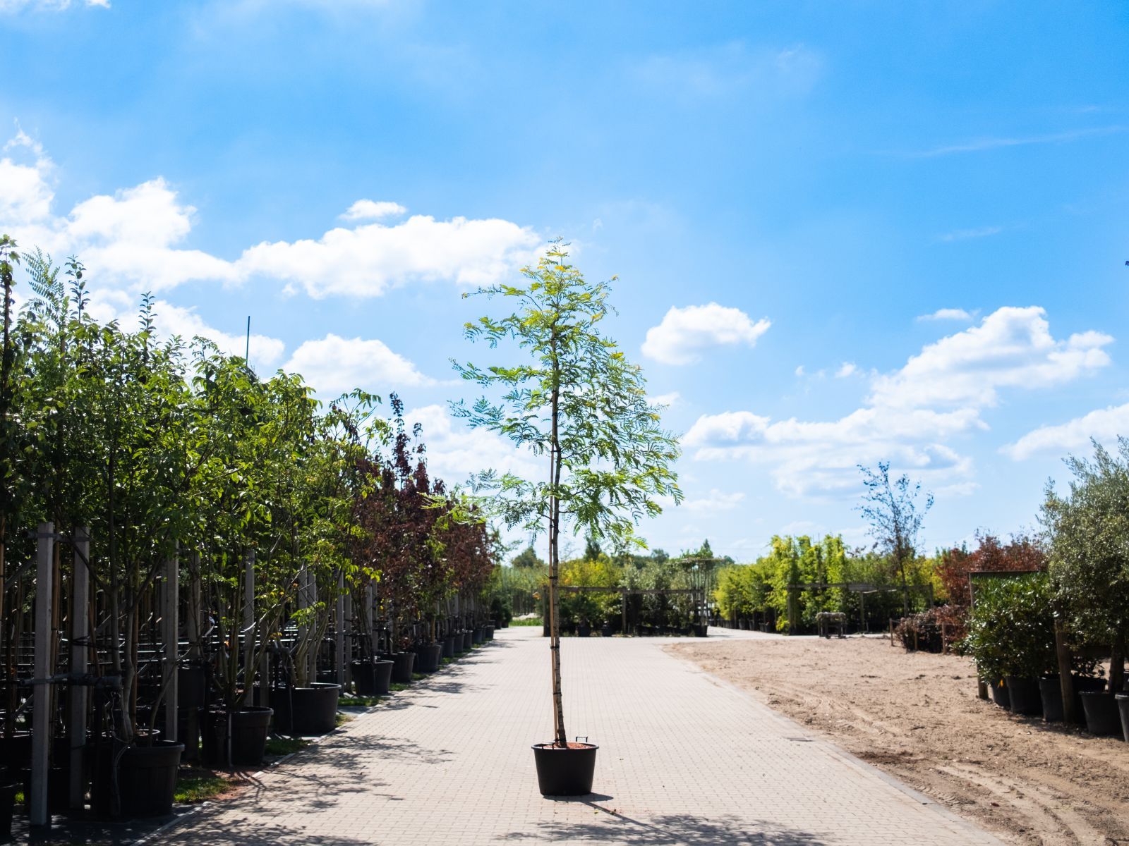 Gleditsia Triacantos zomertijd