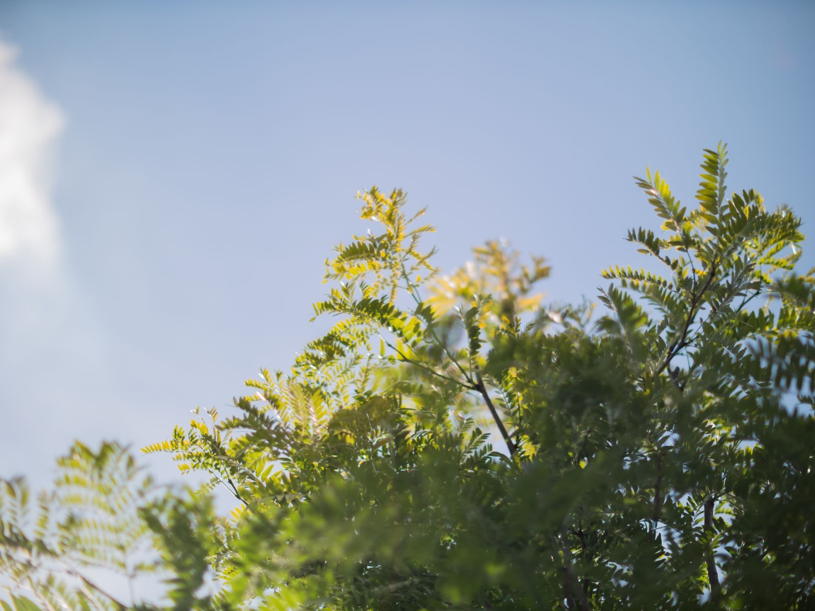 Gleditsia T. Inermis Meerstammig (Doornloze Christusdoorn) - Afbeelding 6