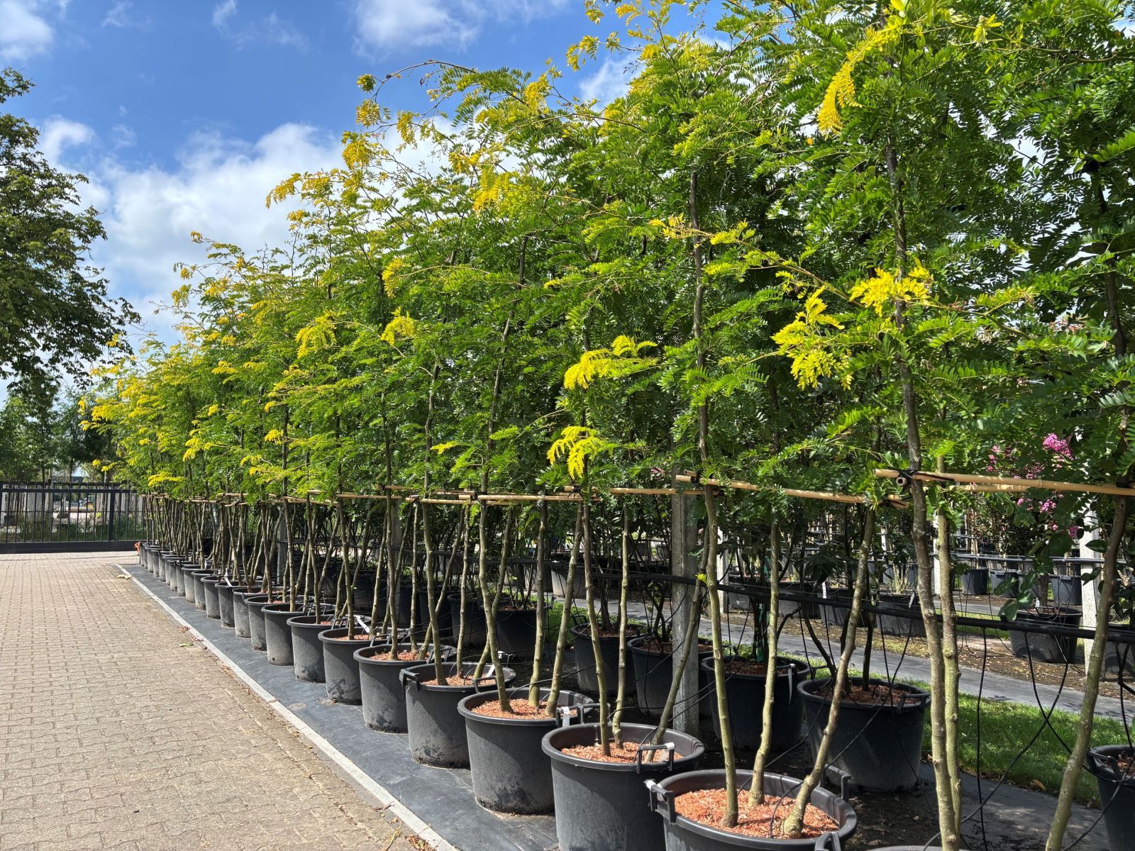 Gleditsia triacanthos Sunburst Meerstammig terrein juli