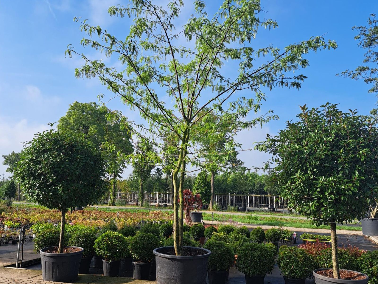 Gleditsia triacanthos inermis meerstammig groot a1