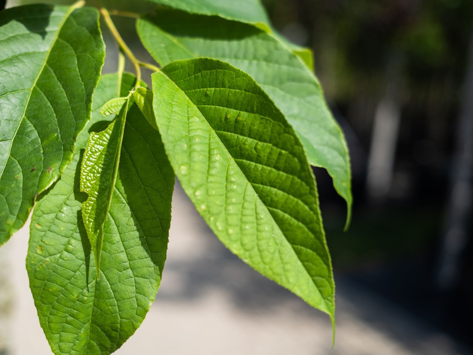 Halesia Carolina (Sneeuwklokjesboom) - Afbeelding 8