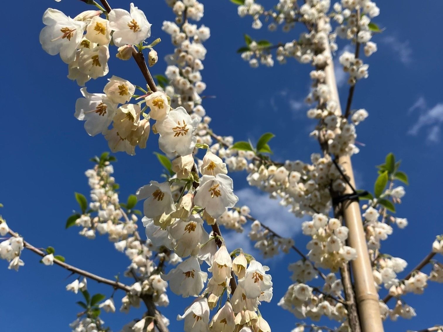 Halesia Carolina (Sneeuwklokjesboom) - Afbeelding 6