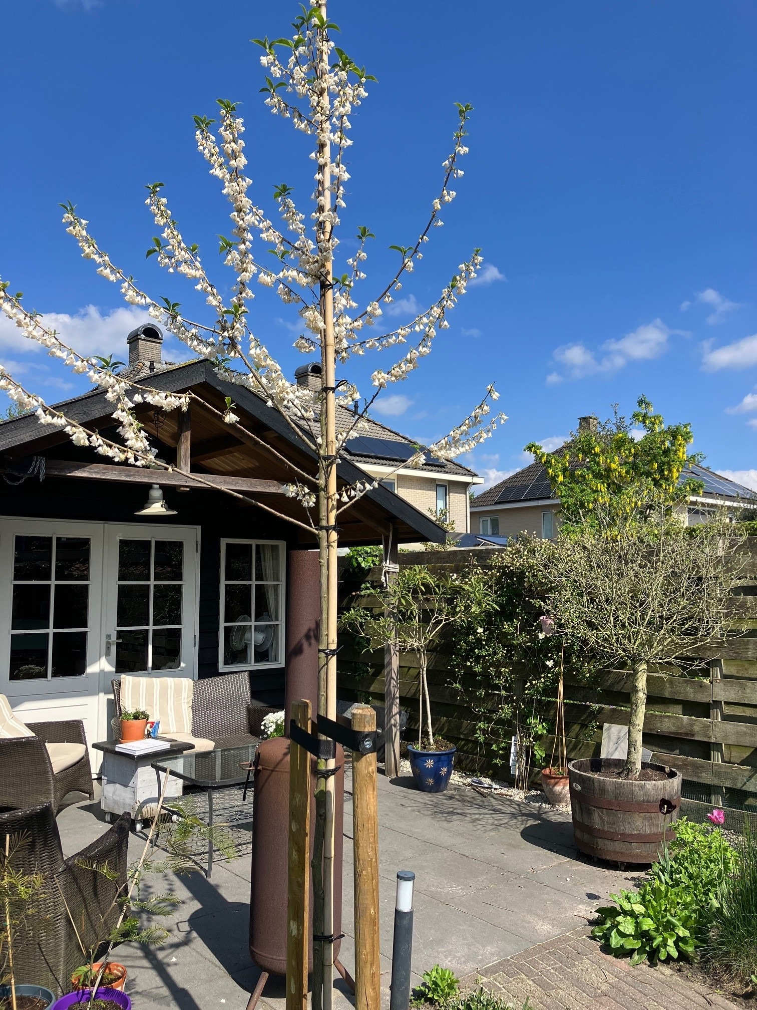 Halesia Carolina boom voorjaar