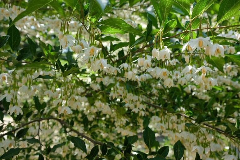 Halesia Carolina (Sneeuwklokjesboom) - Afbeelding 5