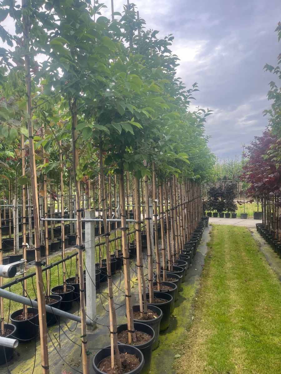 Halesia Carolina (Sneeuwklokjesboom) - Afbeelding 4