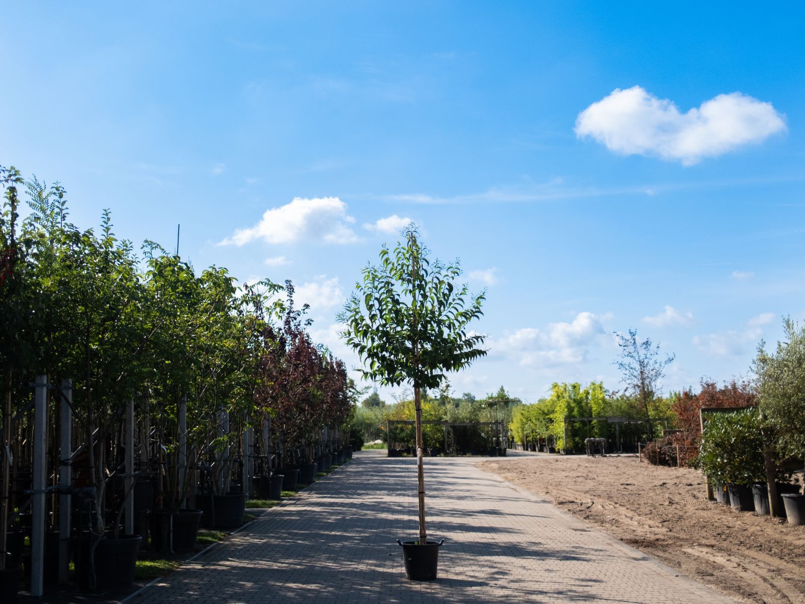 Heptacodium Miconioides-1