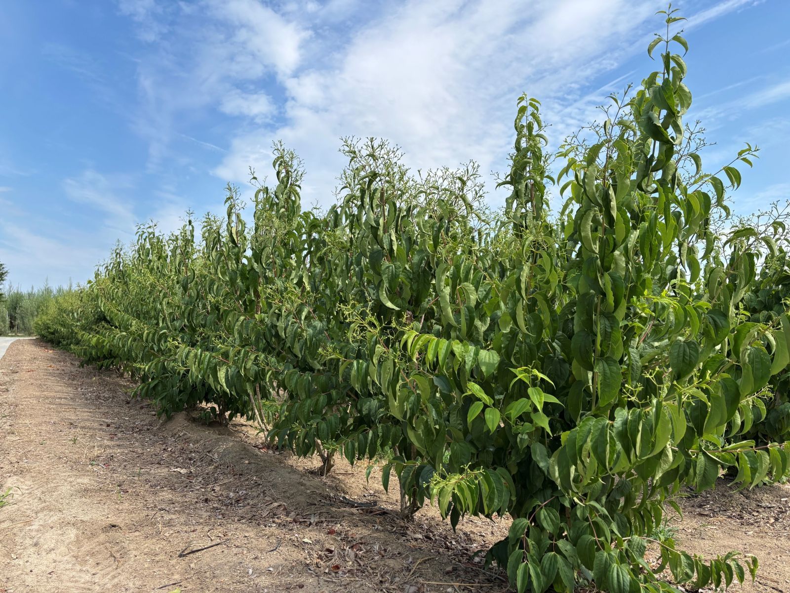 Heptacodium miconioides Meerstammig kwekerij juli