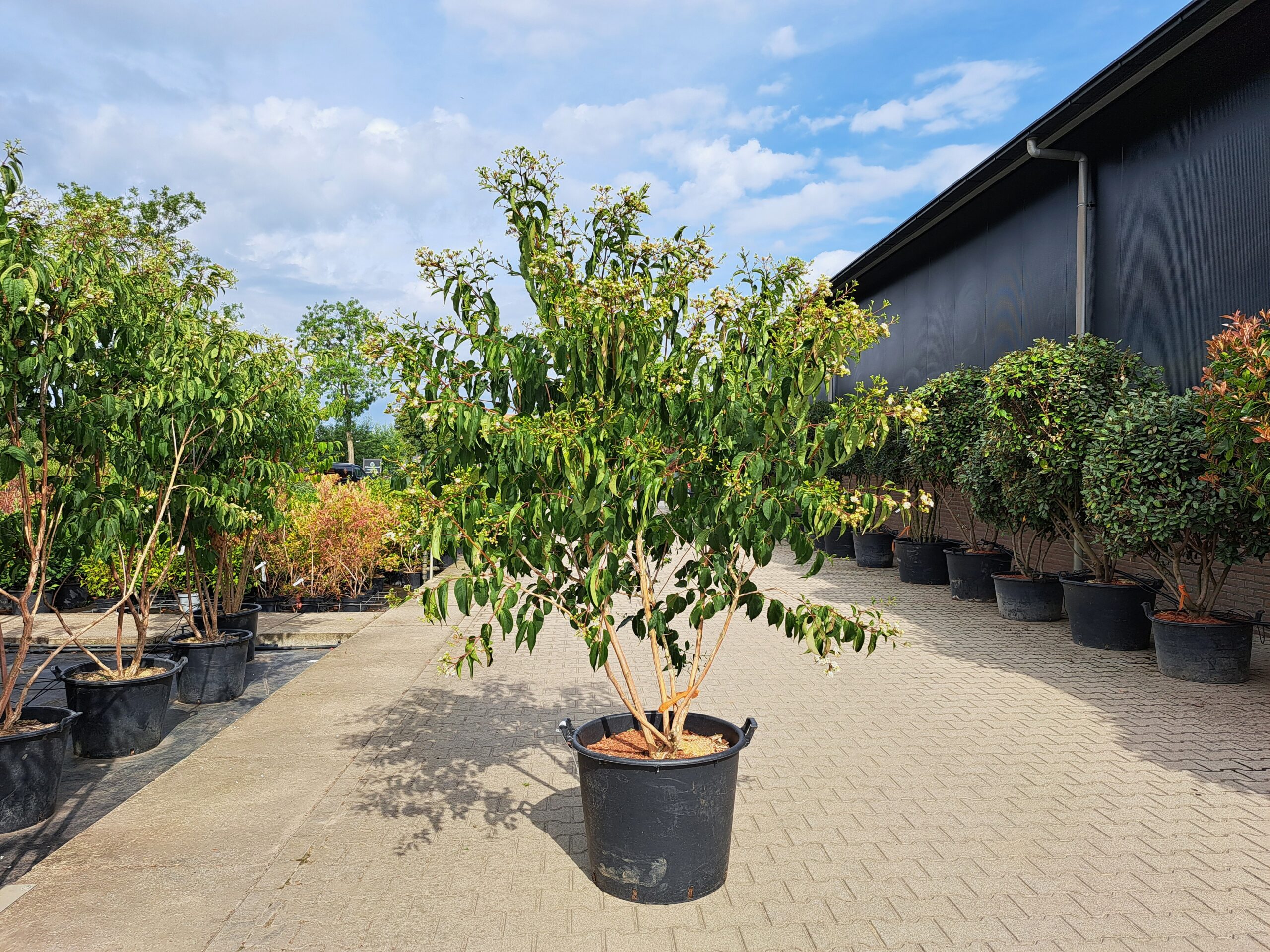 Heptacodium miconioides meerstammig potgekweekt terrein